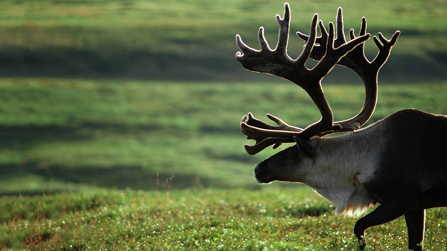 Animal Elk 1440x810