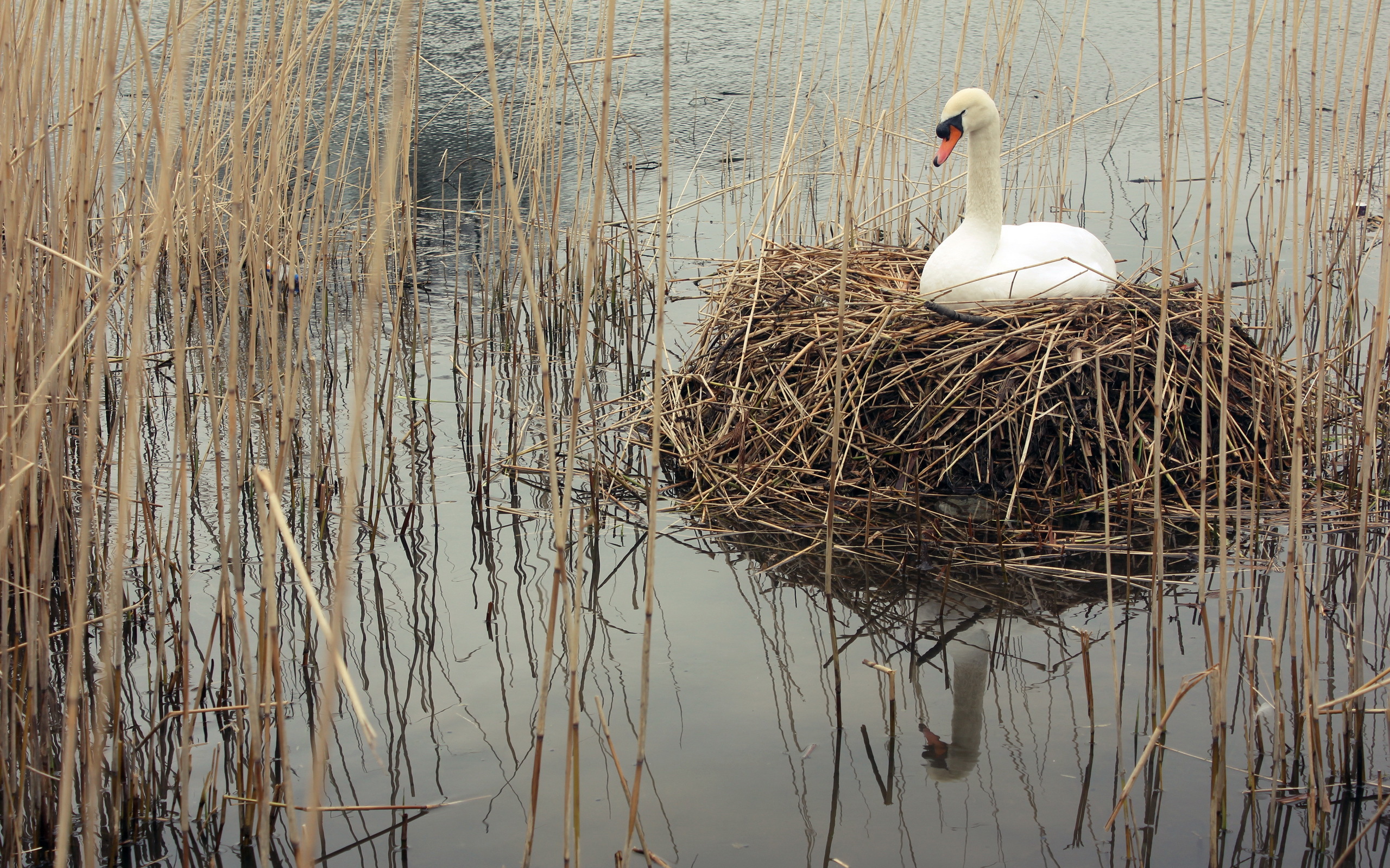 Mute Swan Swan Bird Nest 2560x1600