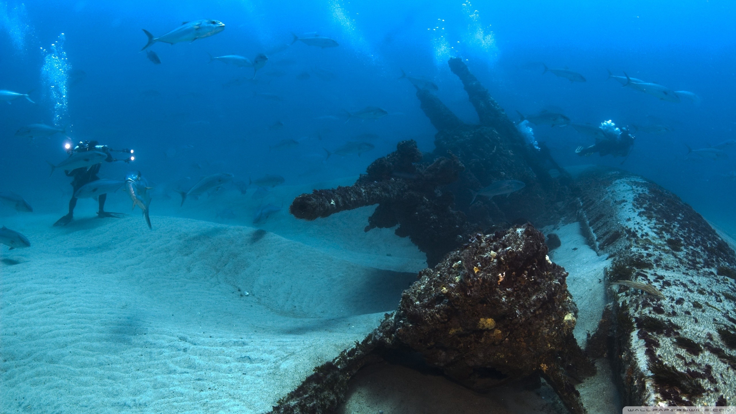 Underwater Shipwreck Fish Divers Diving Animals Vehicle 2560x1440
