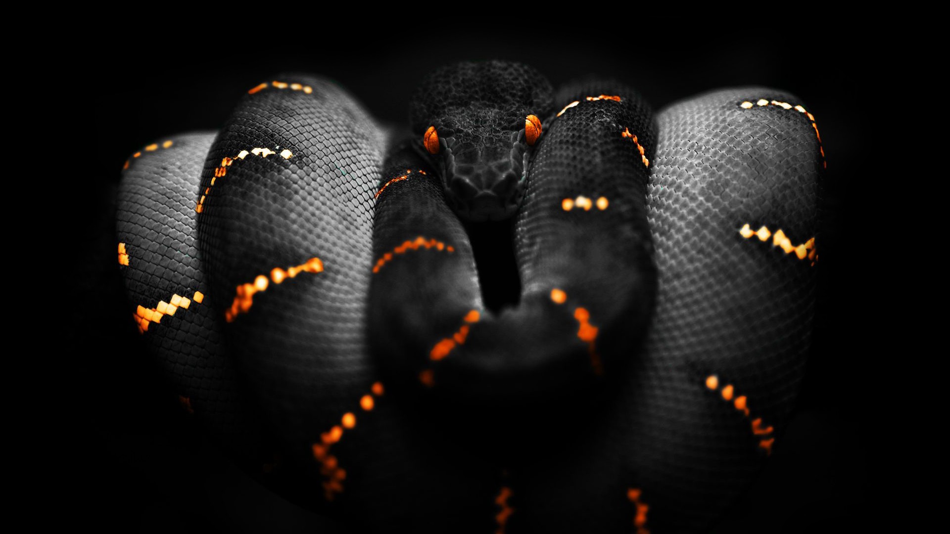 Selective Coloring Boa Constrictor Animals Digital Art 1920x1080