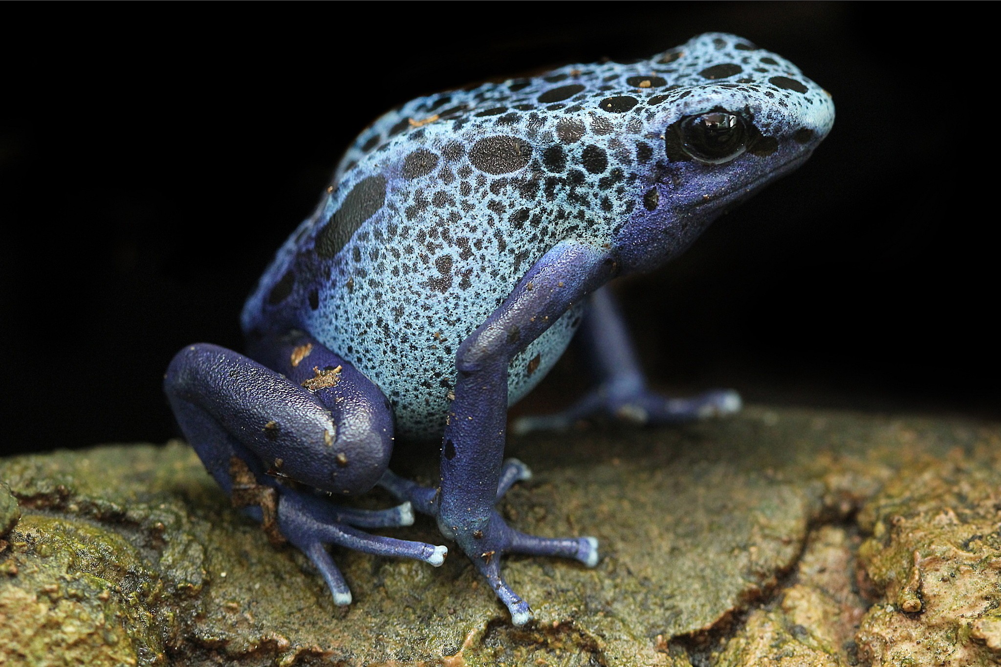 Frog Animals Amphibian Closeup Colorful Exotic 2048x1364