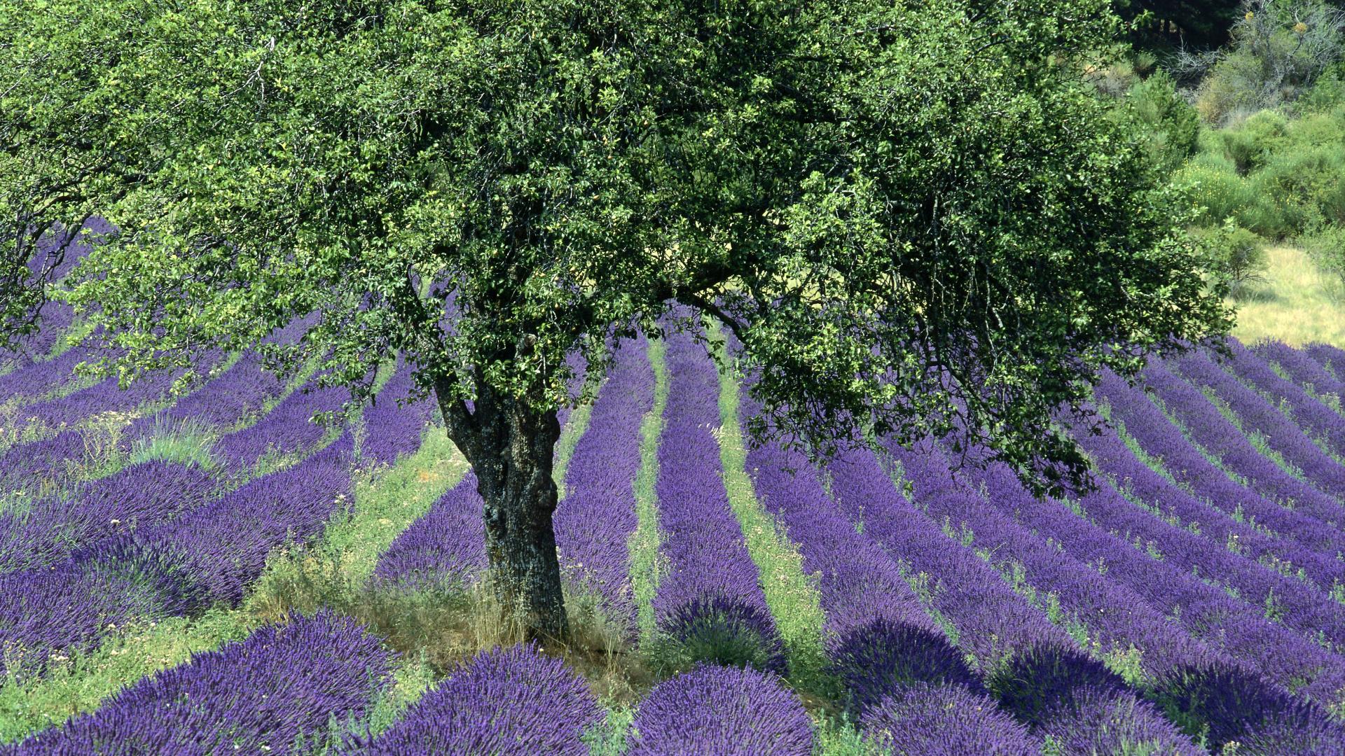 France Landscape Field Lavender Flowers Purple Flowers Provence Trees Nature Plants 1920x1080