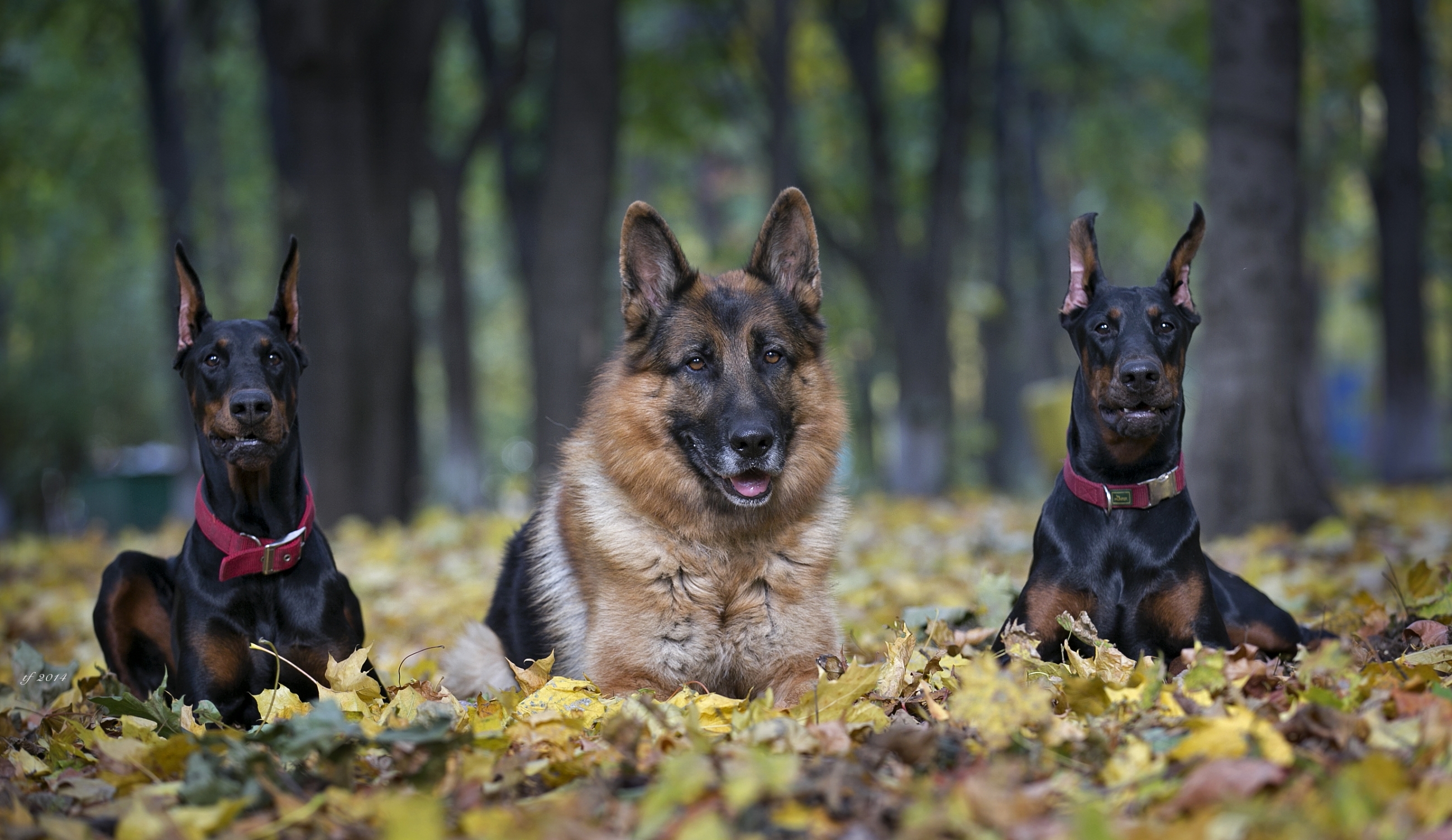 Dog German Shepherd Doberman Pinscher 2600x1505