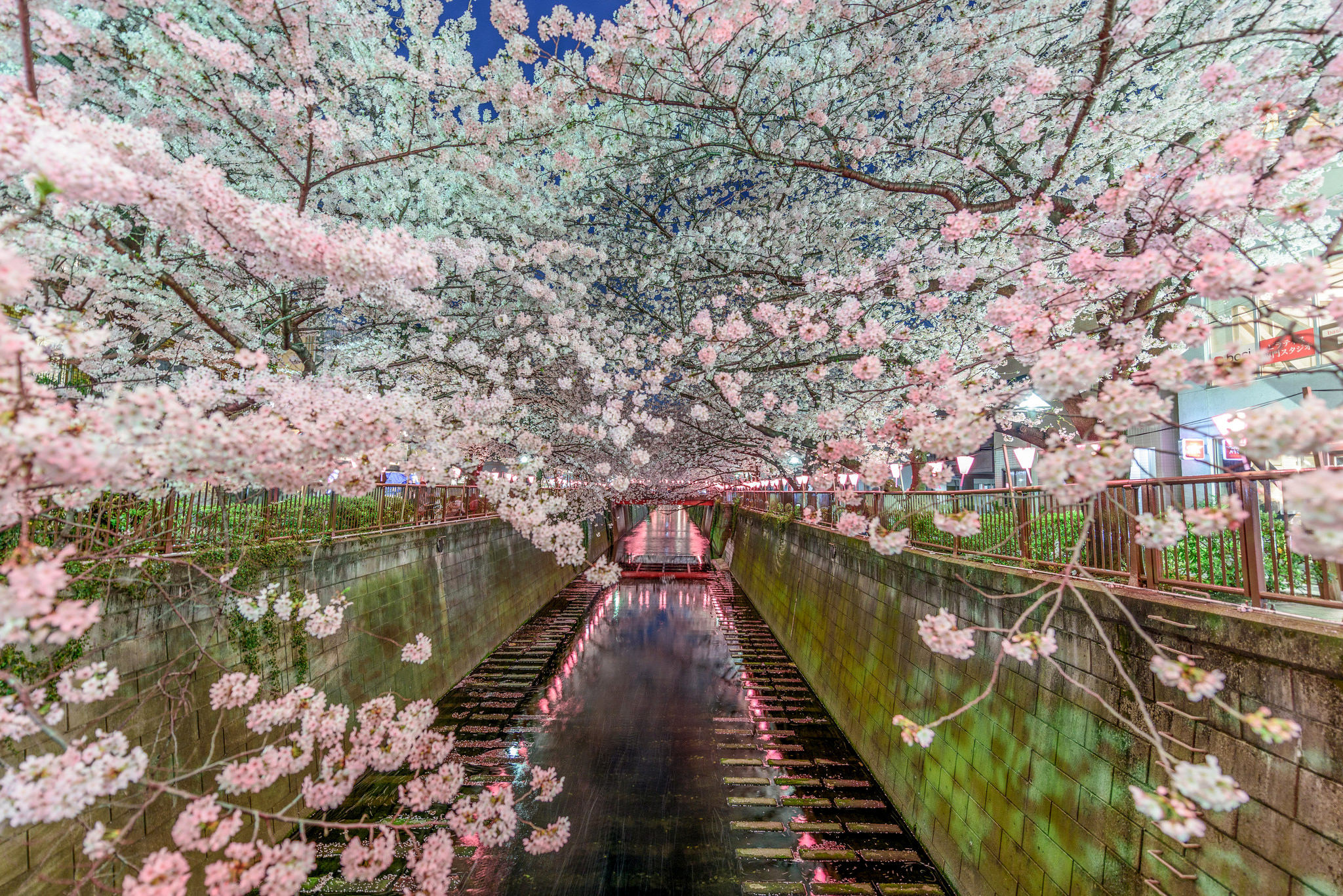 Canal Spring Blossom Flower 2048x1367