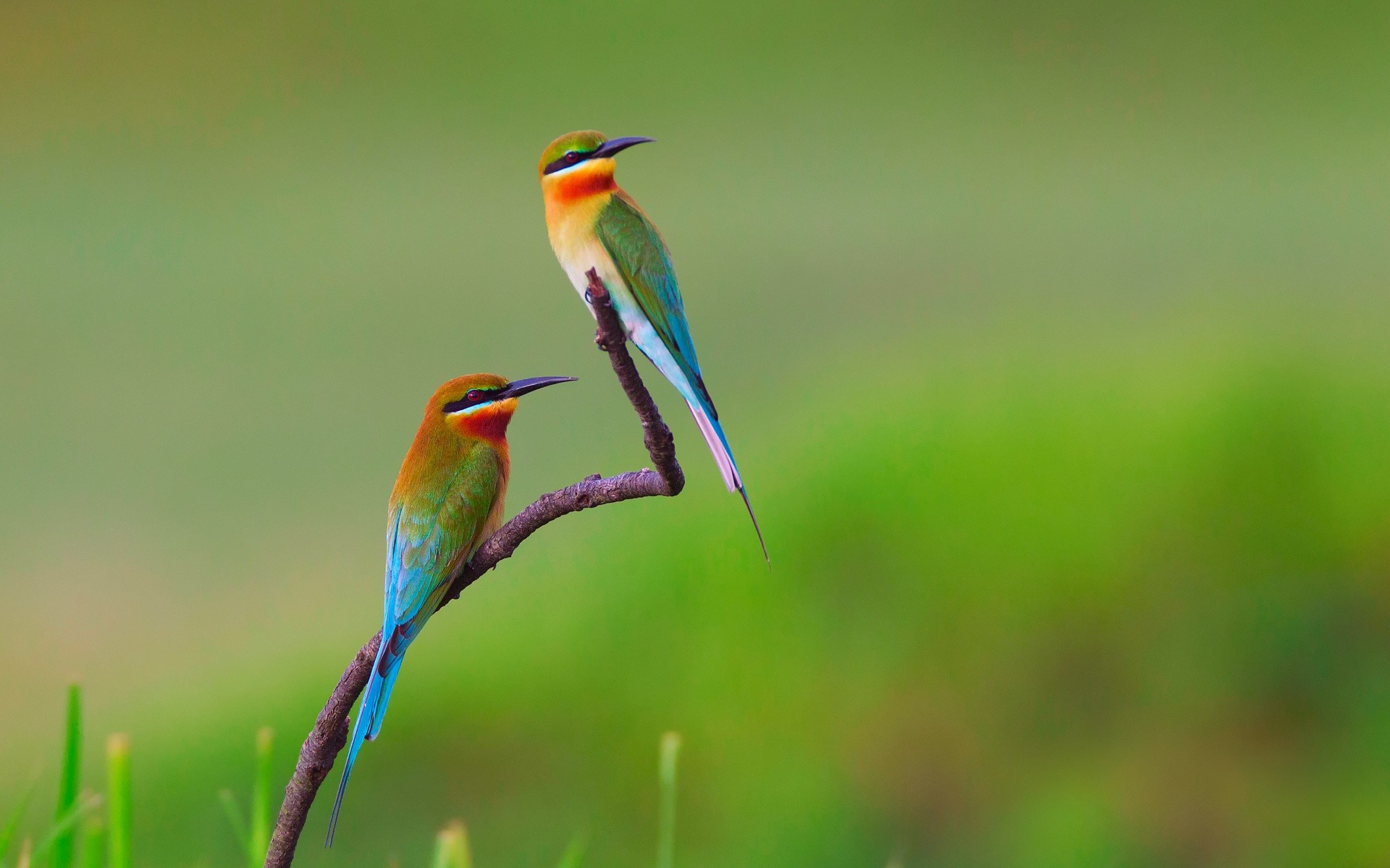 Birds Bee Eaters Nature Flowers Animals Branch 1920x1200