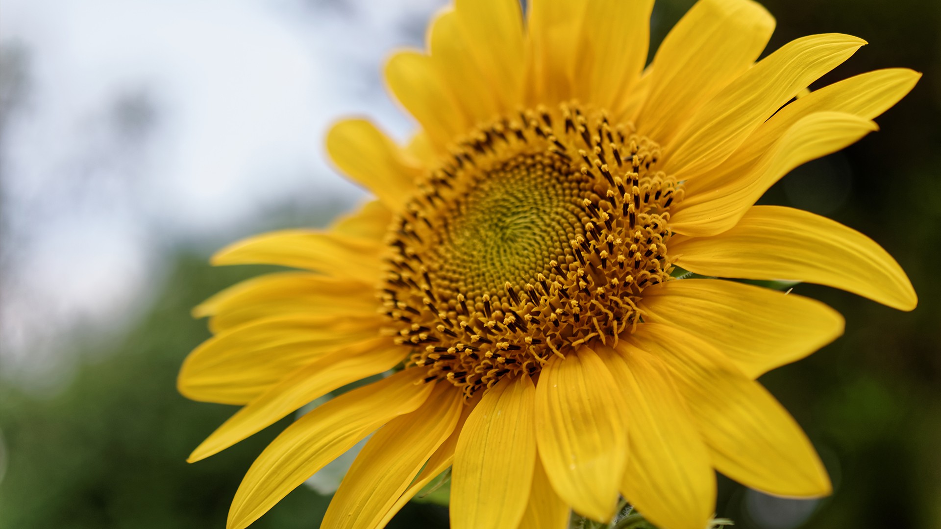 Sunflowers Nature Plants Flowers Pollen Macro 1920x1080