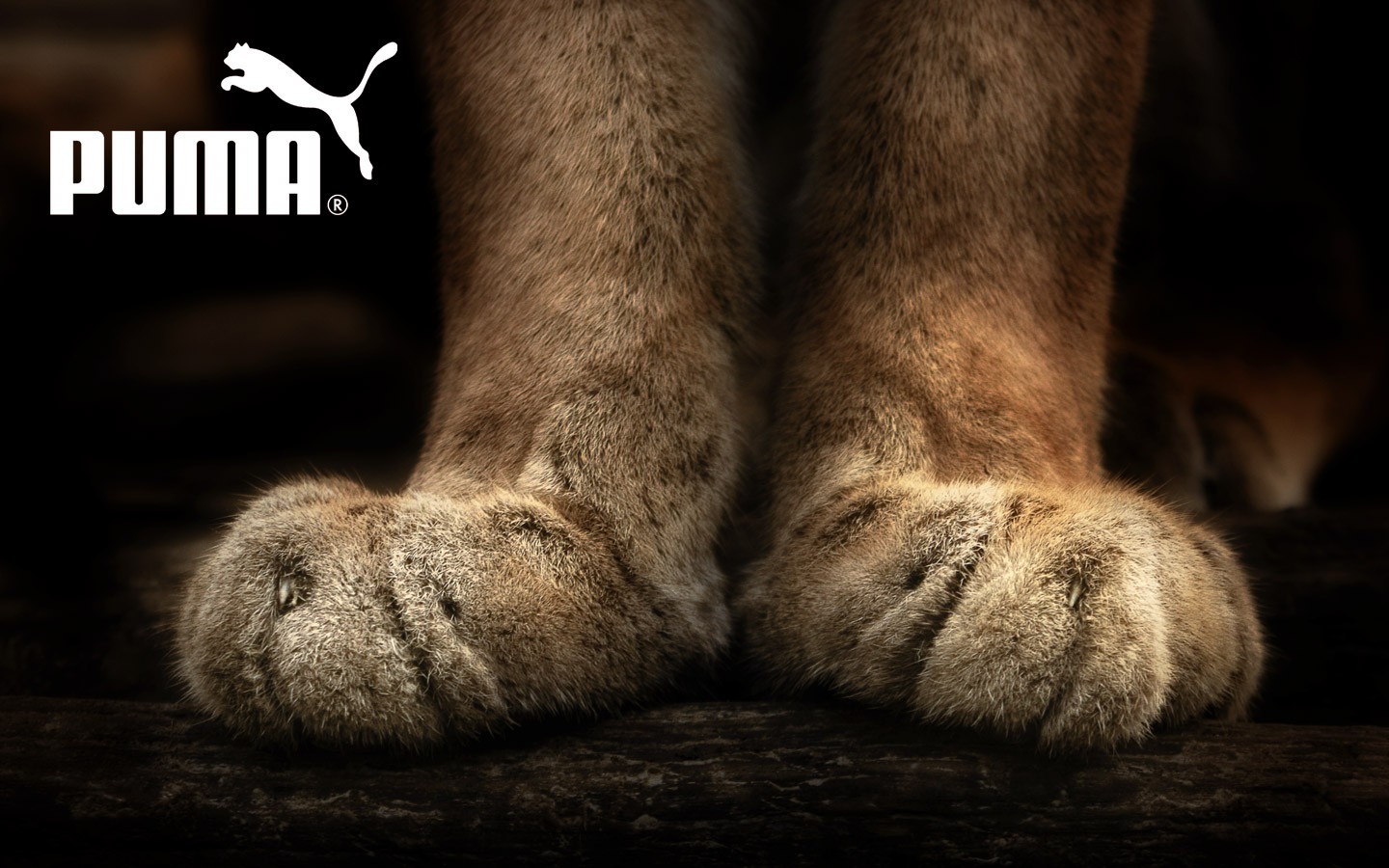 Puma Paws Pumas Animals Humor Logo Big Cats 1440x900