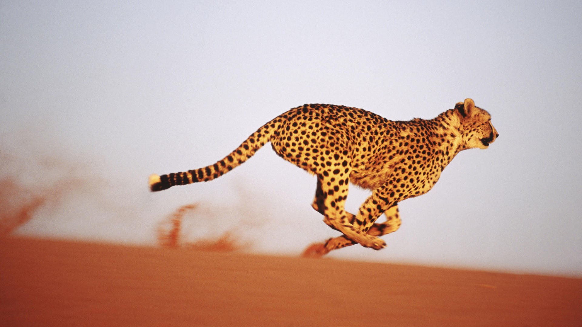 Cheetahs Sand Big Cats Running 1920x1080