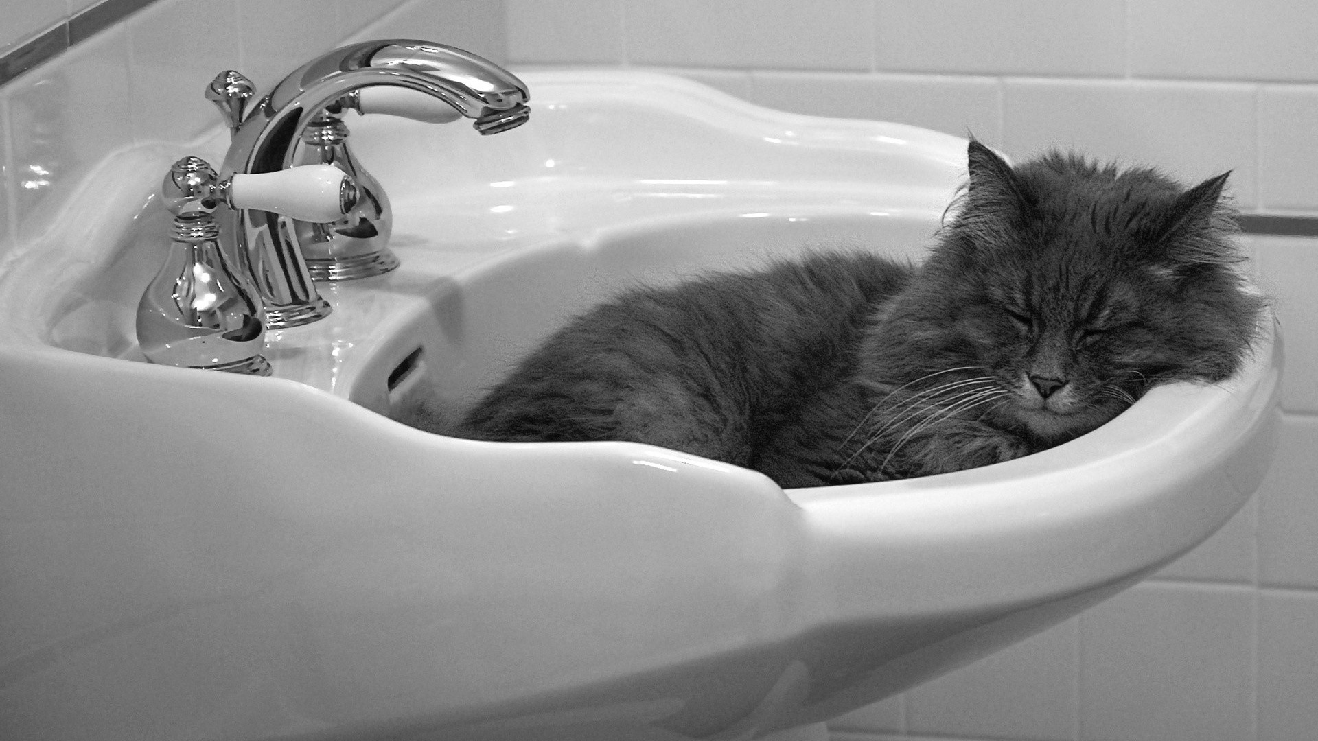 Faucets Cats Animals Sleeping 1920x1080