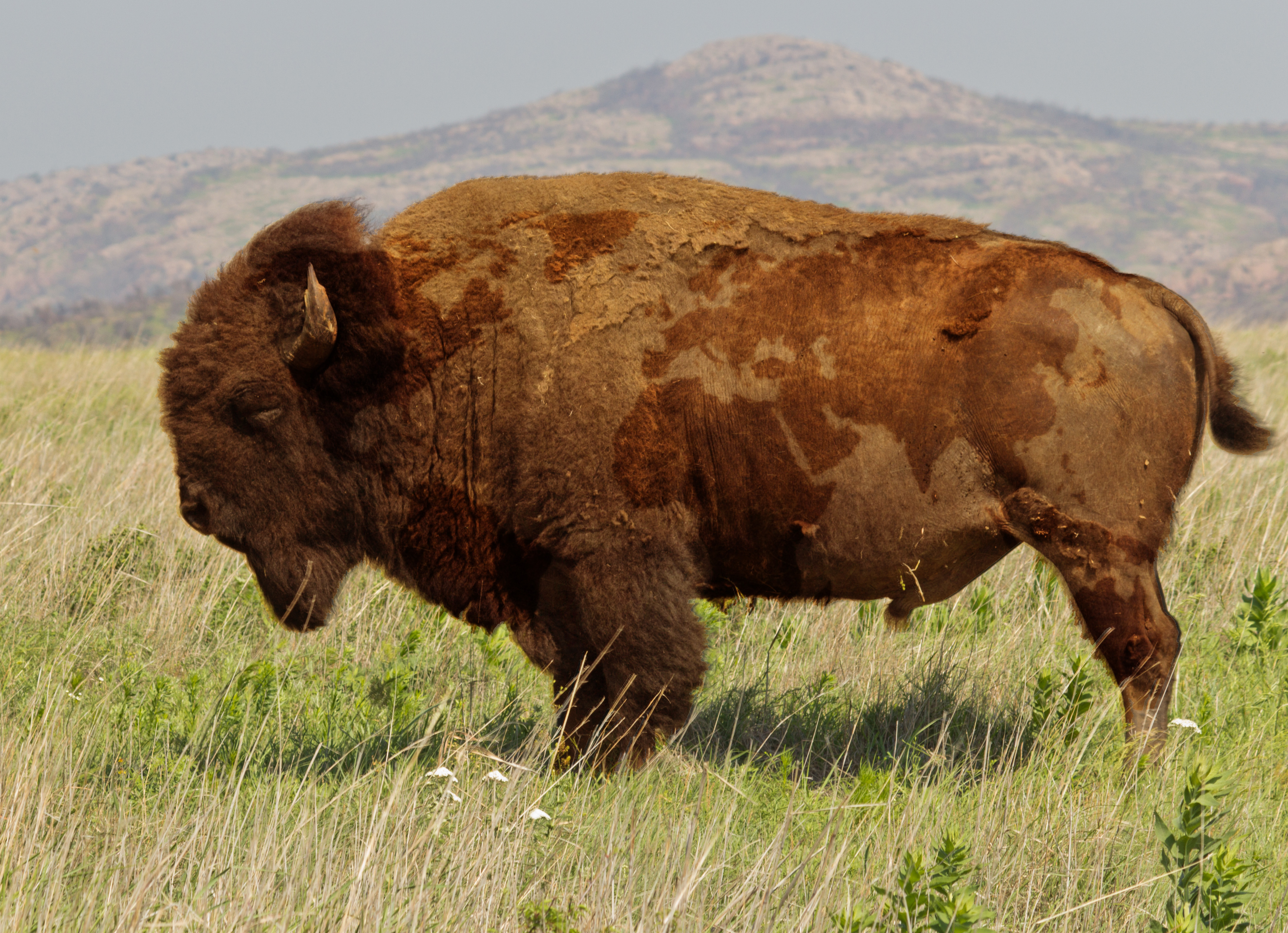 Buffalo Animals Bison Nature World Map Side View Map 4375x3168