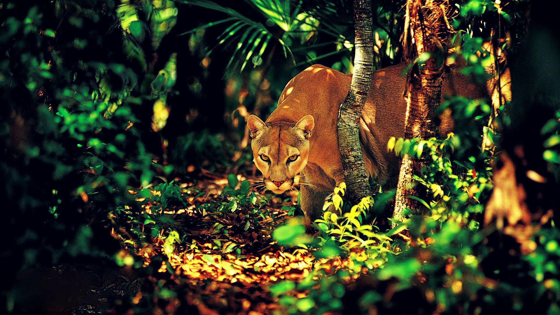 Pumas Jungle Big Cats Animals Nature Looking At Viewer Dappled Sunlight Green Mammals Vibrant 1920x1080