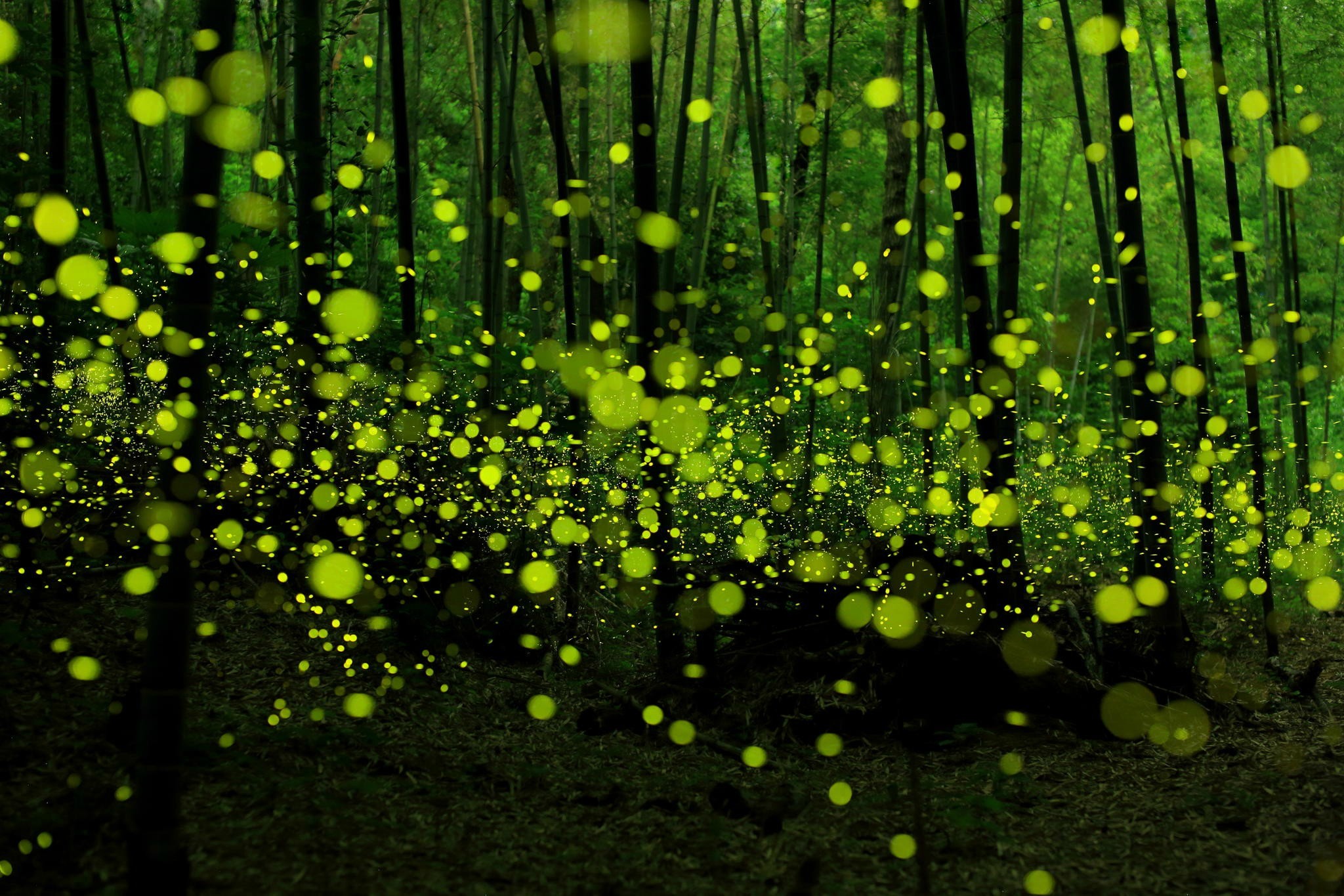 Fireflies Forest Green Nature Bokeh 2048x1365