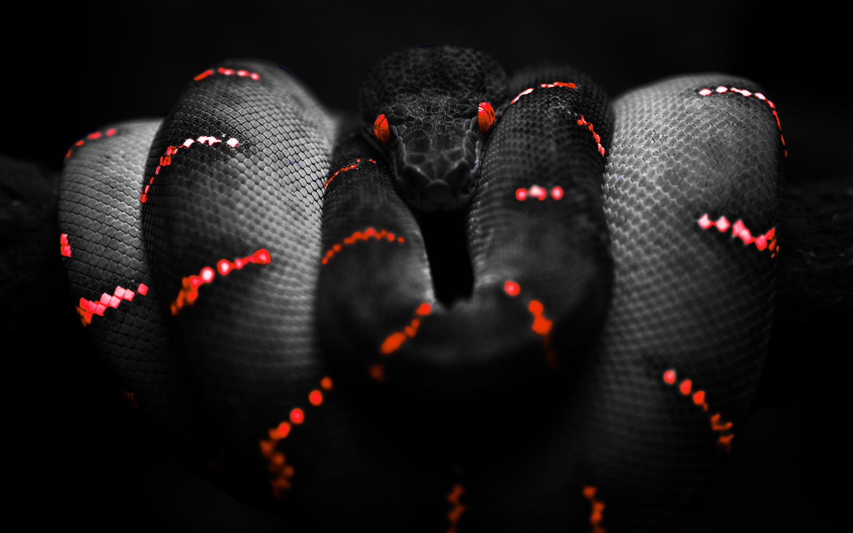 Boa Snake Piton Bola 1680x1050