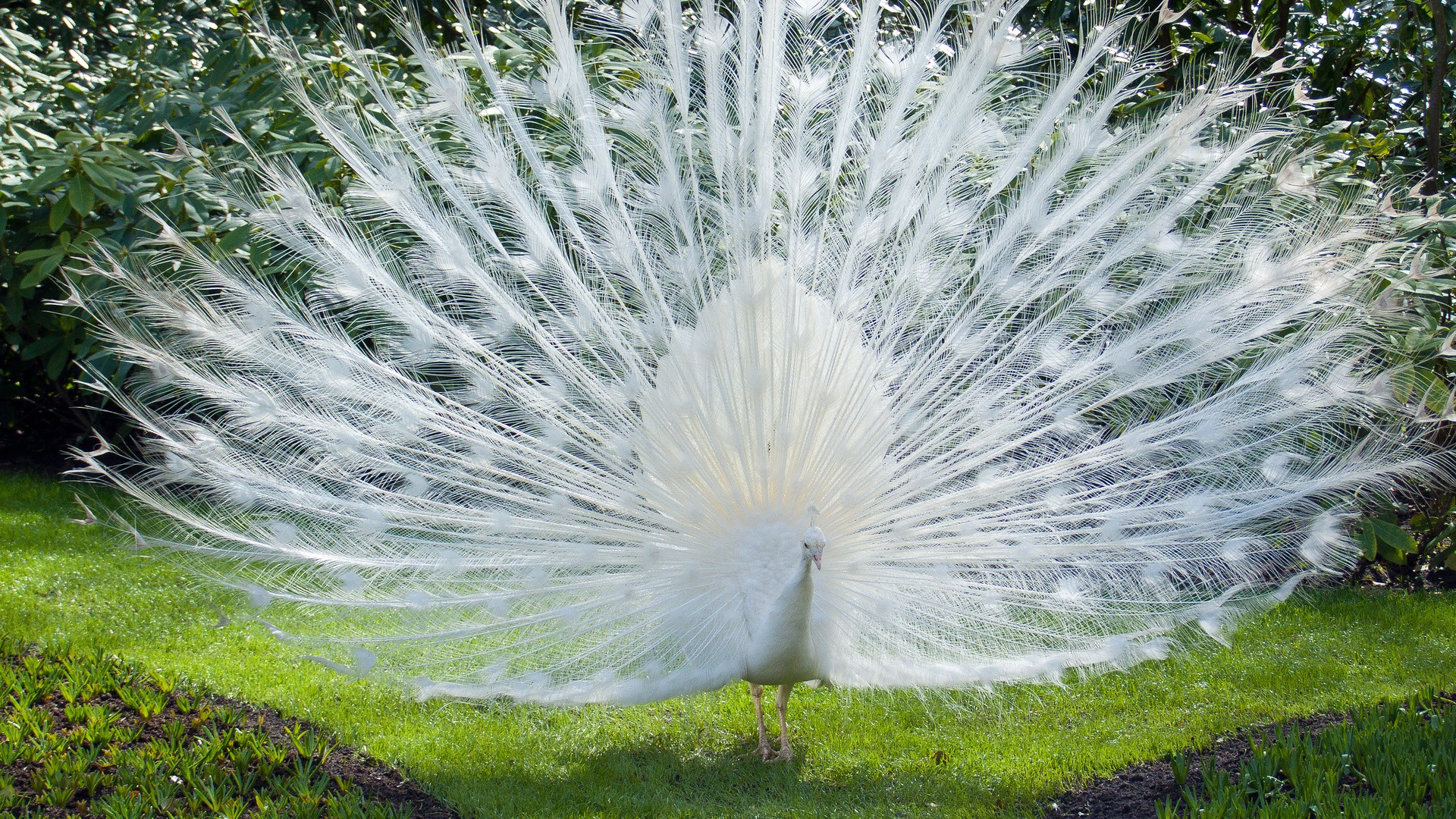 Animals Nature Peacocks Birds 1920x1080