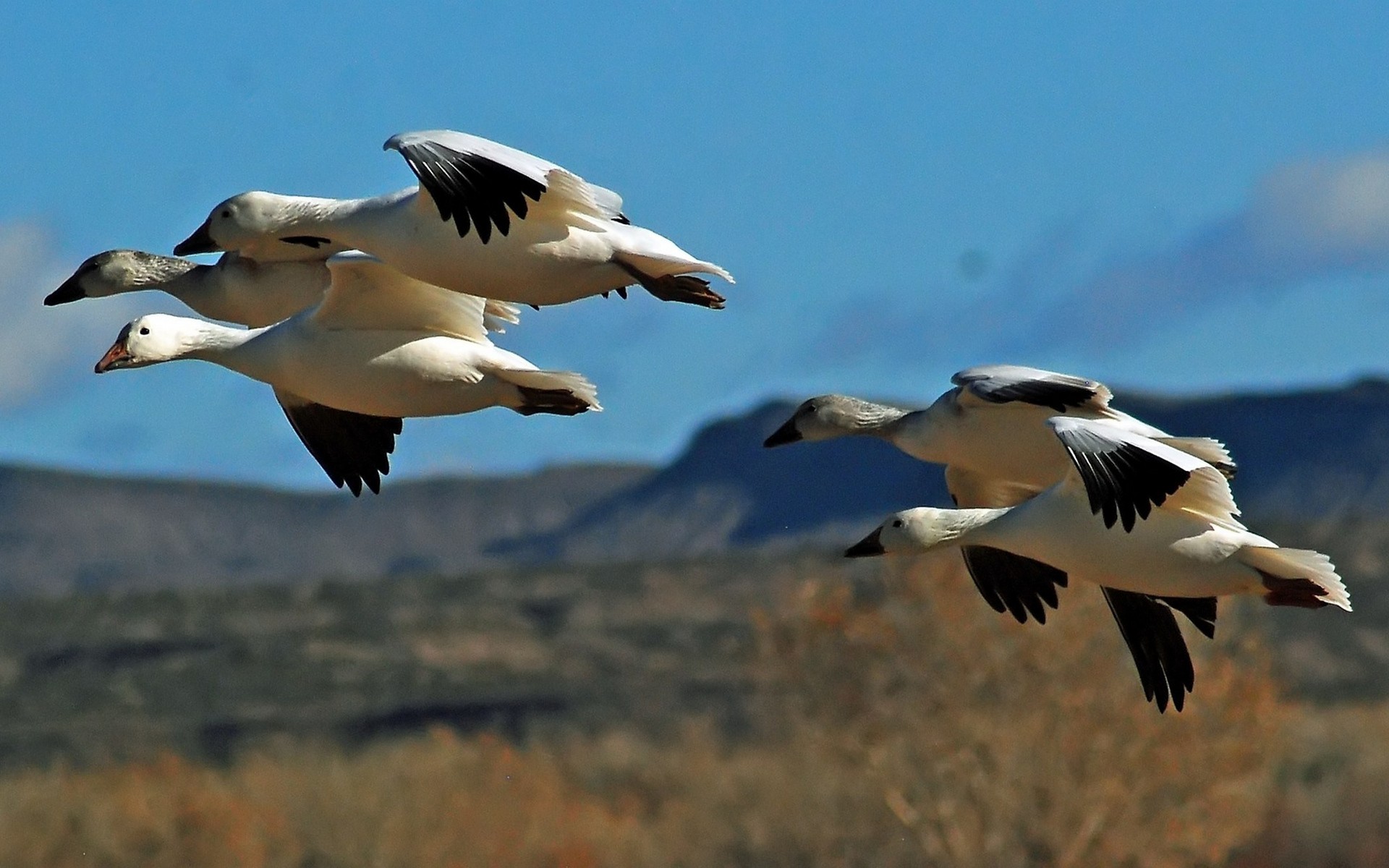 Animals Birds Goose Geese Flying Wildlife 1920x1200
