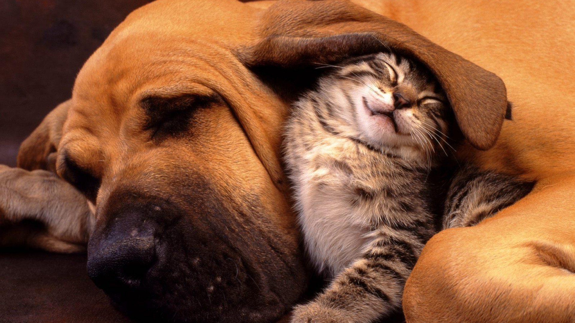Friendship Nature Animals Dog Cats Closed Eyes Sleeping Animal Ears Baby Animals Hounds Kittens 1920x1080