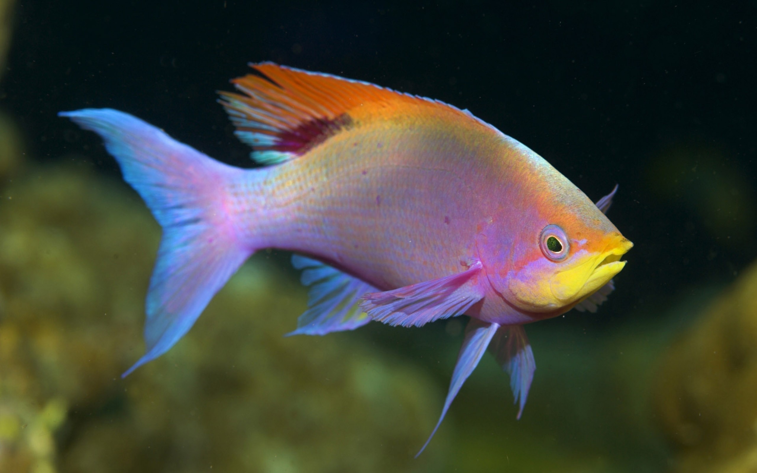 Animals Fish Tropical Fish Sea Life 2560x1600