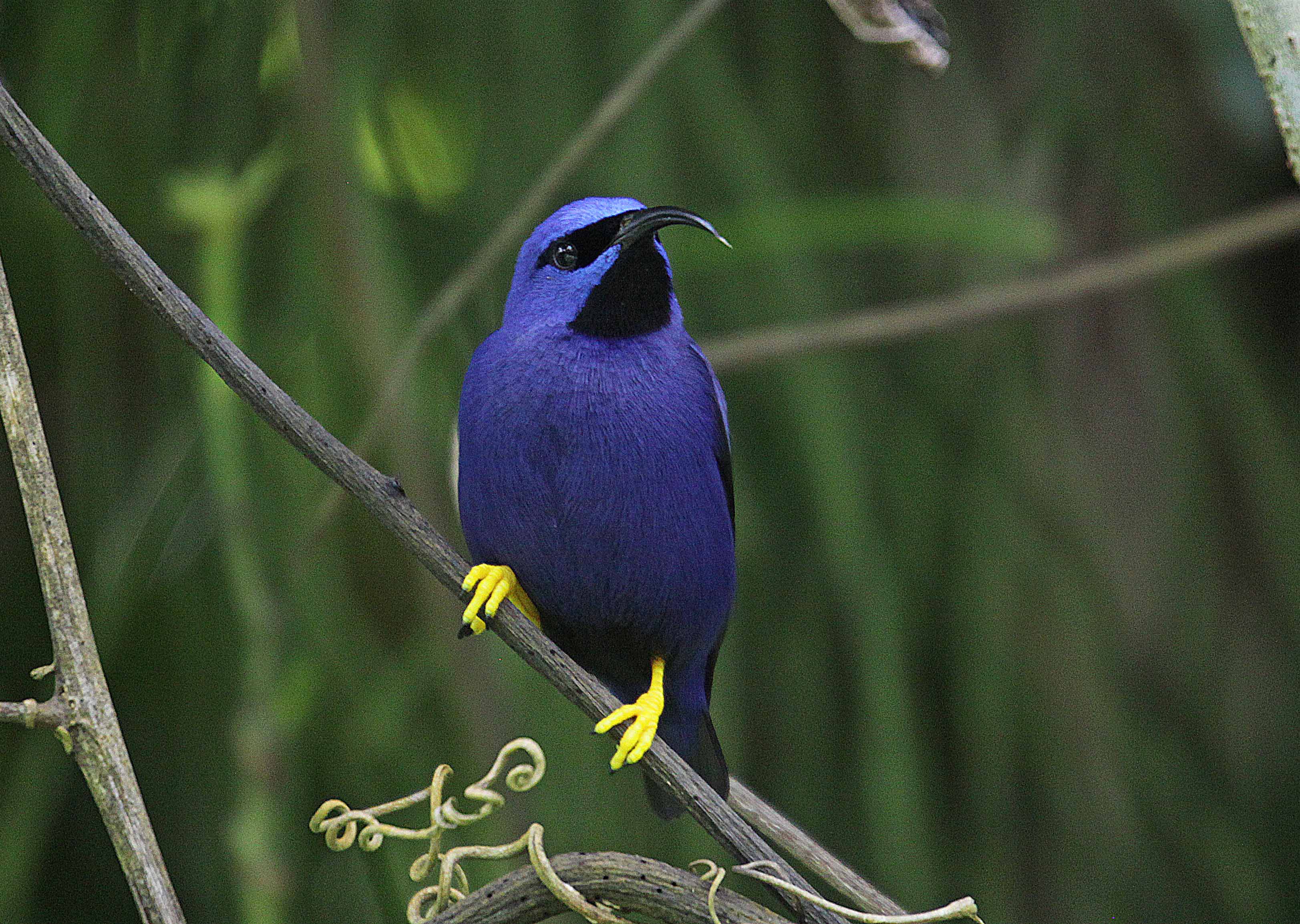 Honeycreeper Bird Tanager 3246x2307