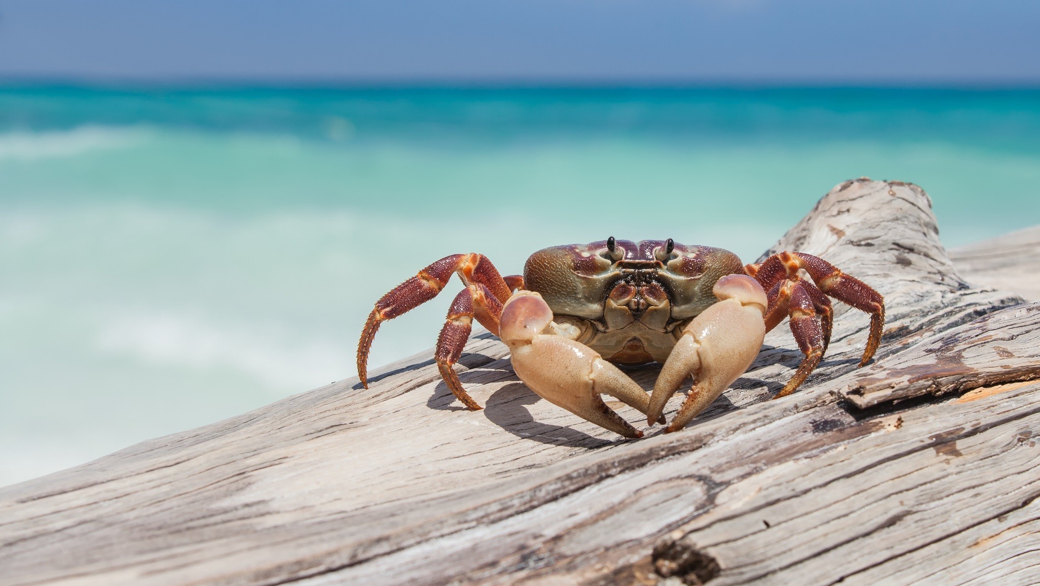 Crabs Crustaceans Wood Animals 2048x1155