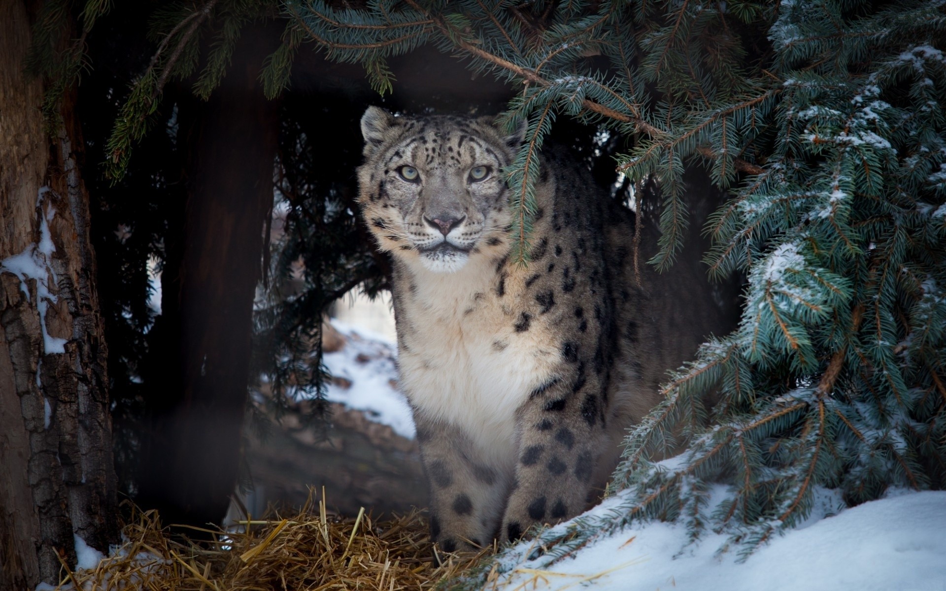 Animals Nature Snow Leopards Leopard Animal 1920x1200