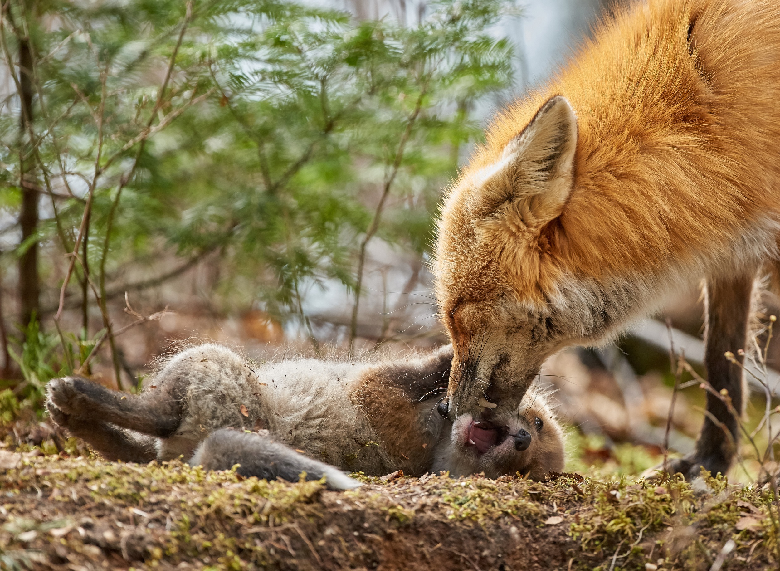 Fox Baby Animals Mother Animals Mammals Wildlife Nature 2500x1830