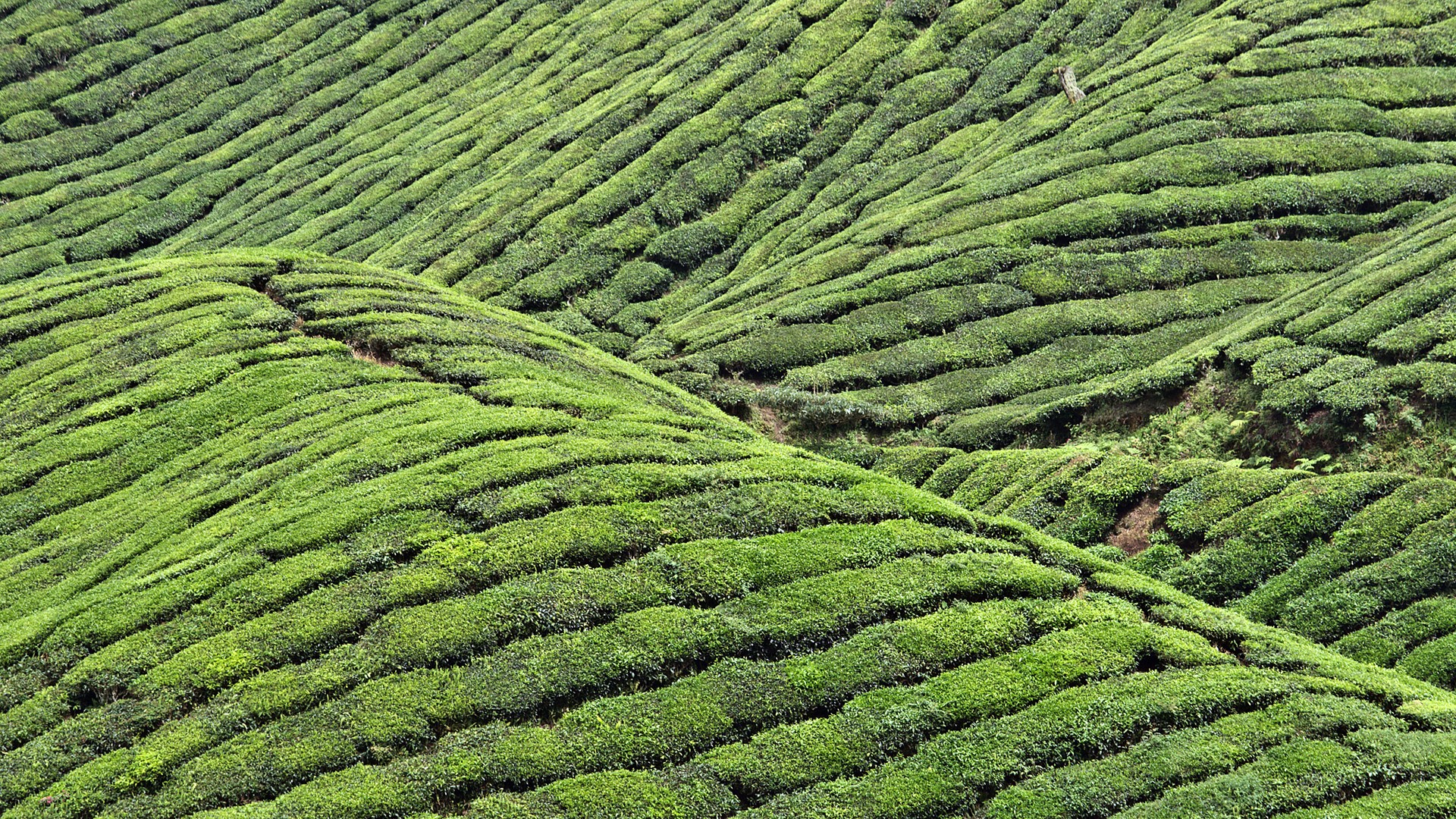 Landscape Field Tea Plant Aerial View Plants 1920x1080