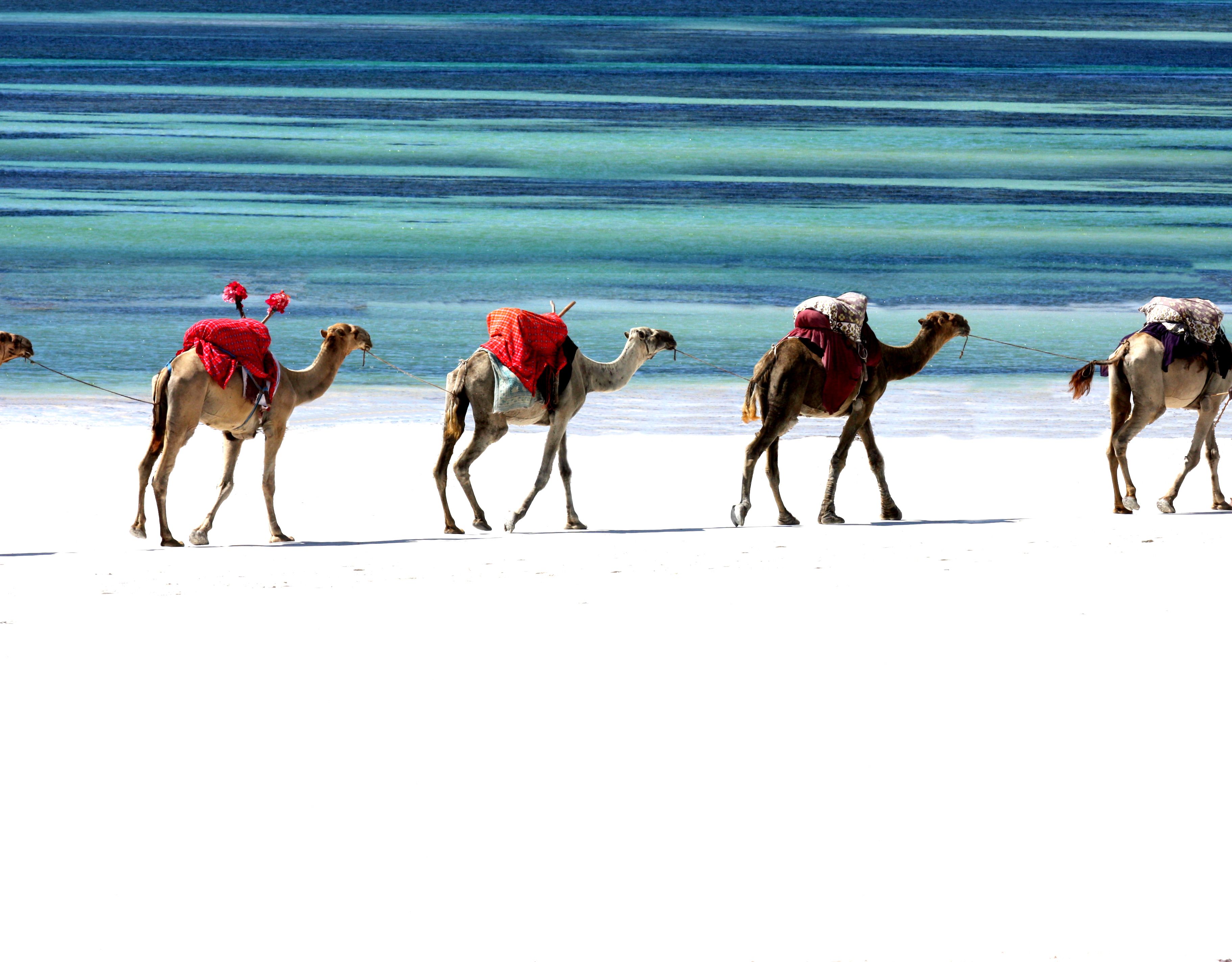 Caravan Camel 3645x2848