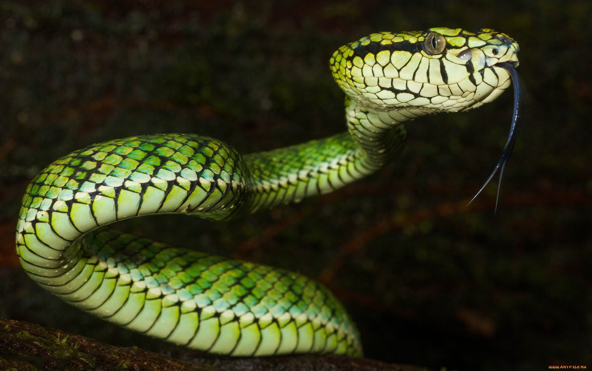 Animals Nature Snake Vipers Reptiles 2048x1283