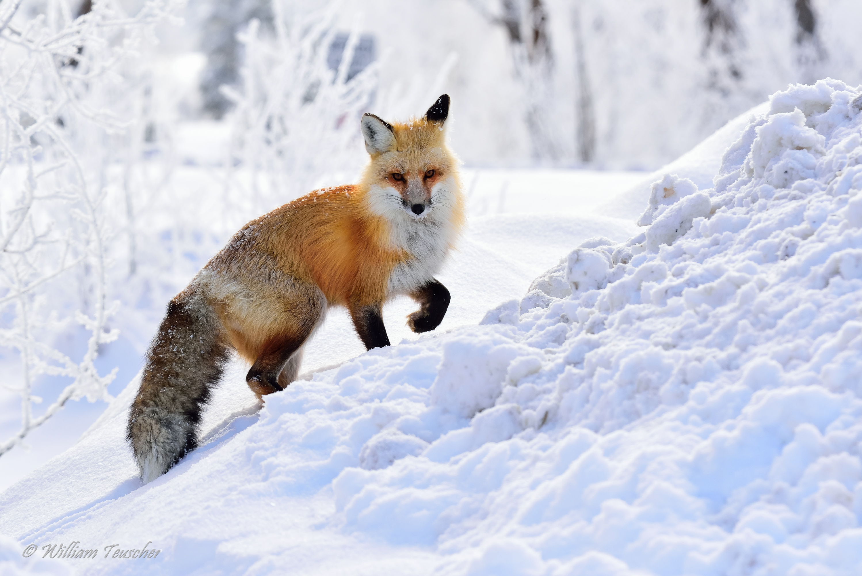 Animal Red Fox Fox Snow Winter 2996x2000