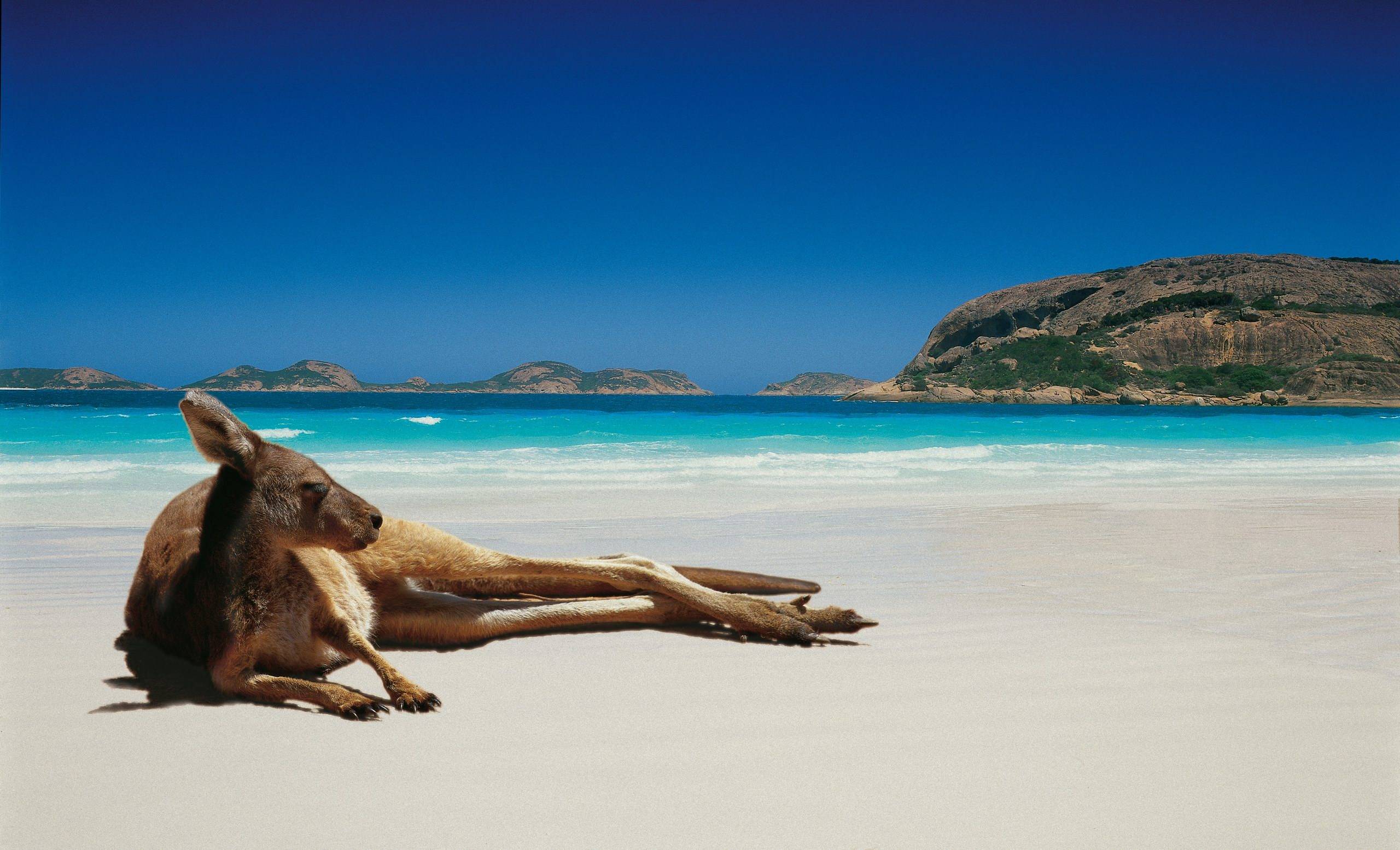 Marsupial Beach Ocean Coastline 2560x1555