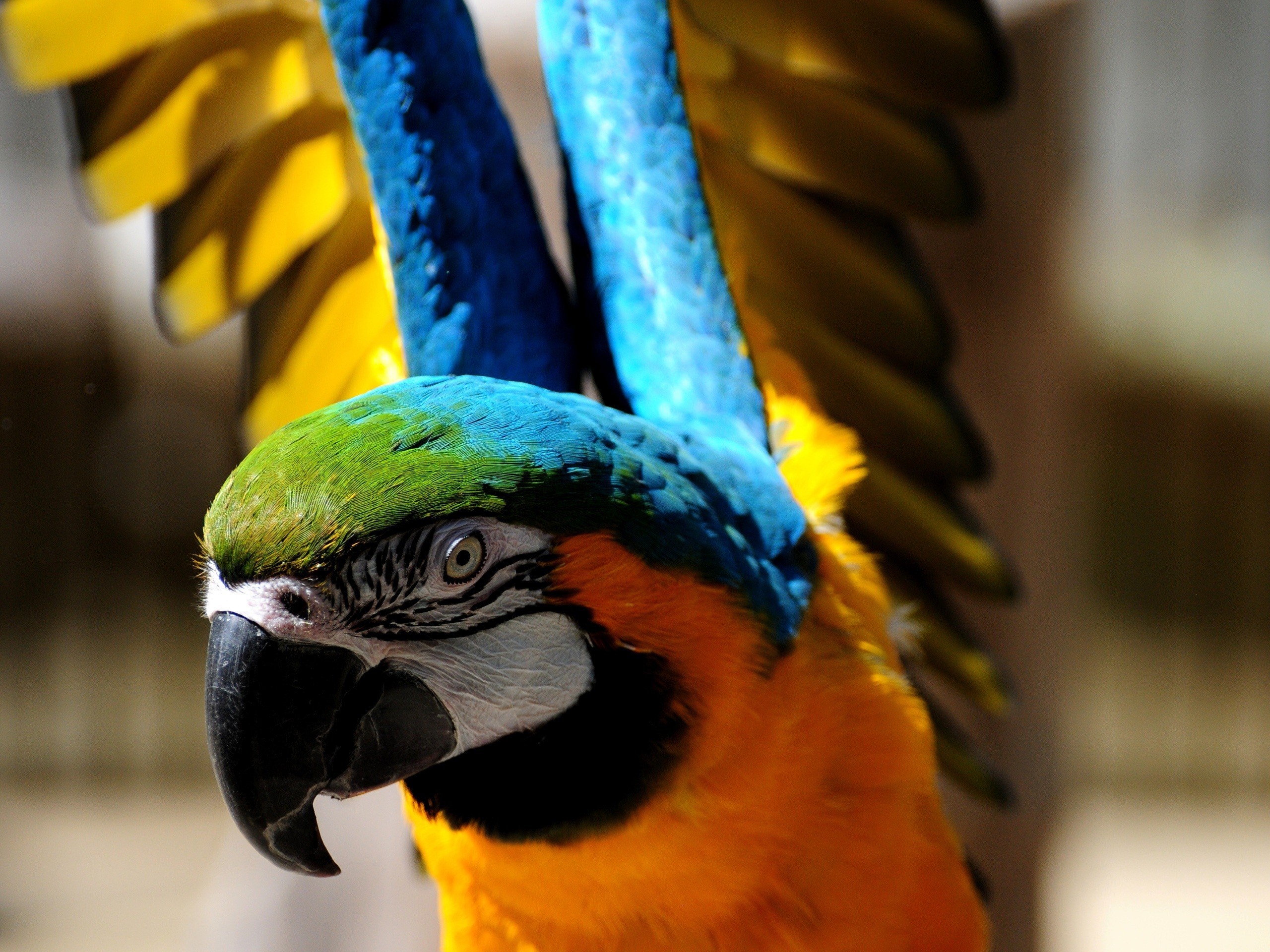 Birds Orange Colorful Parrot Wings Macaws Animals 2560x1920