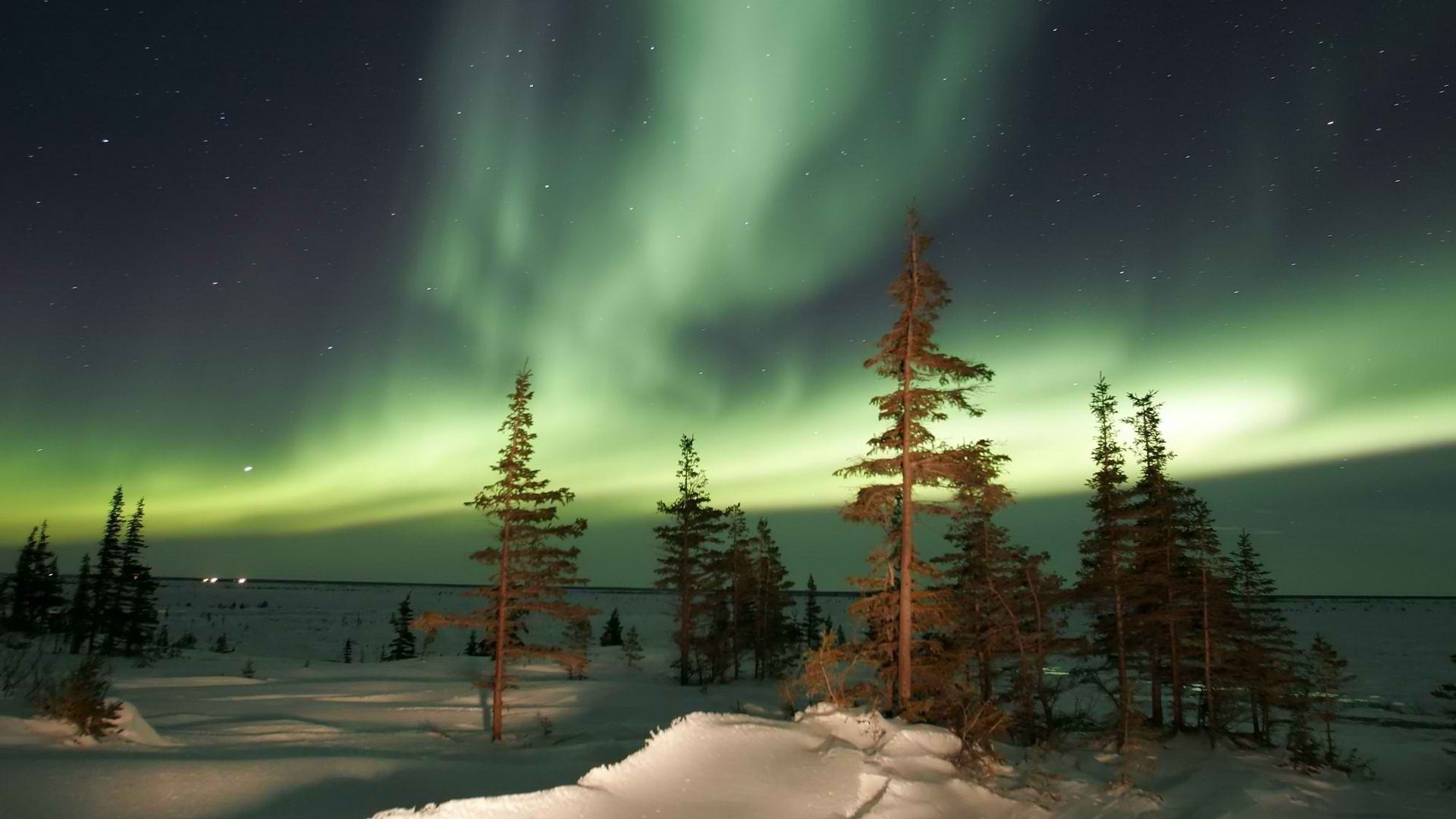 Forest Landscape Nature Snow Winter Night 1920x1080