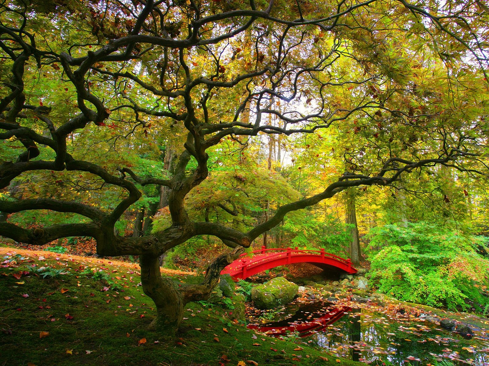 Japanese Garden Tree Oak Bridge Spring 1600x1200