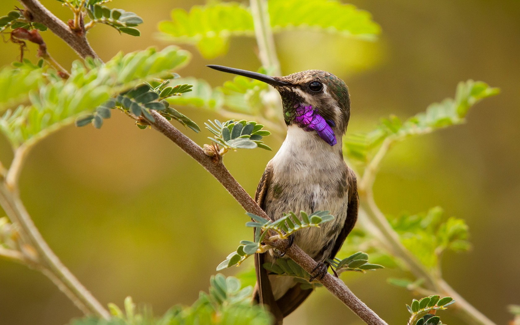 Birds Leaves Hummingbirds Animals Plants 1680x1050