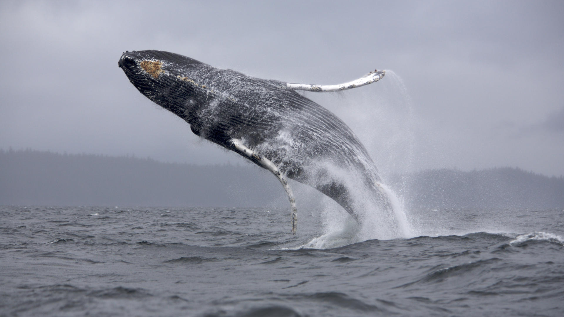 Breaching Humpback Whale 1920x1080
