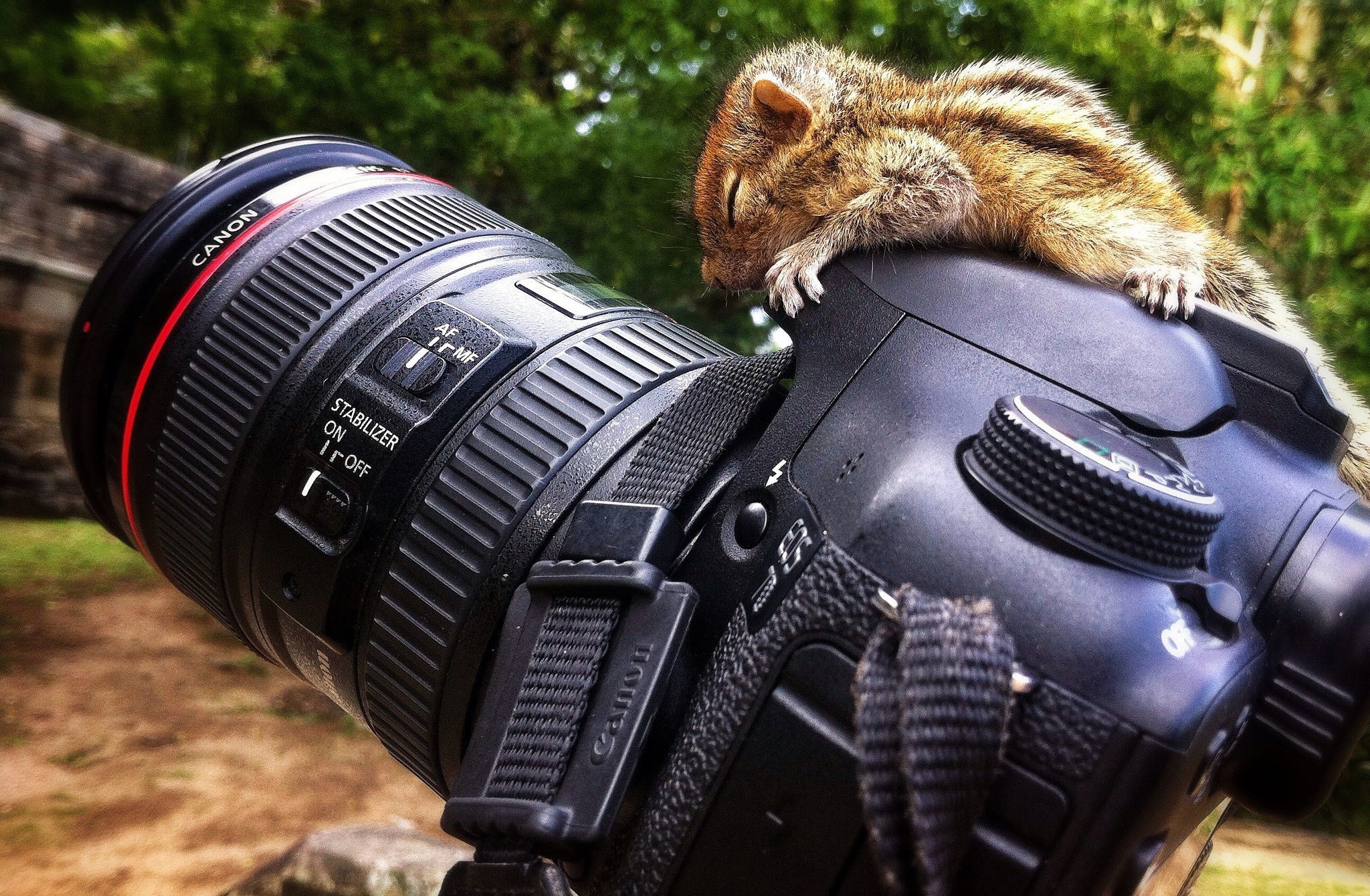 Squirrel Canon Canon 7D Animals 2048x1341