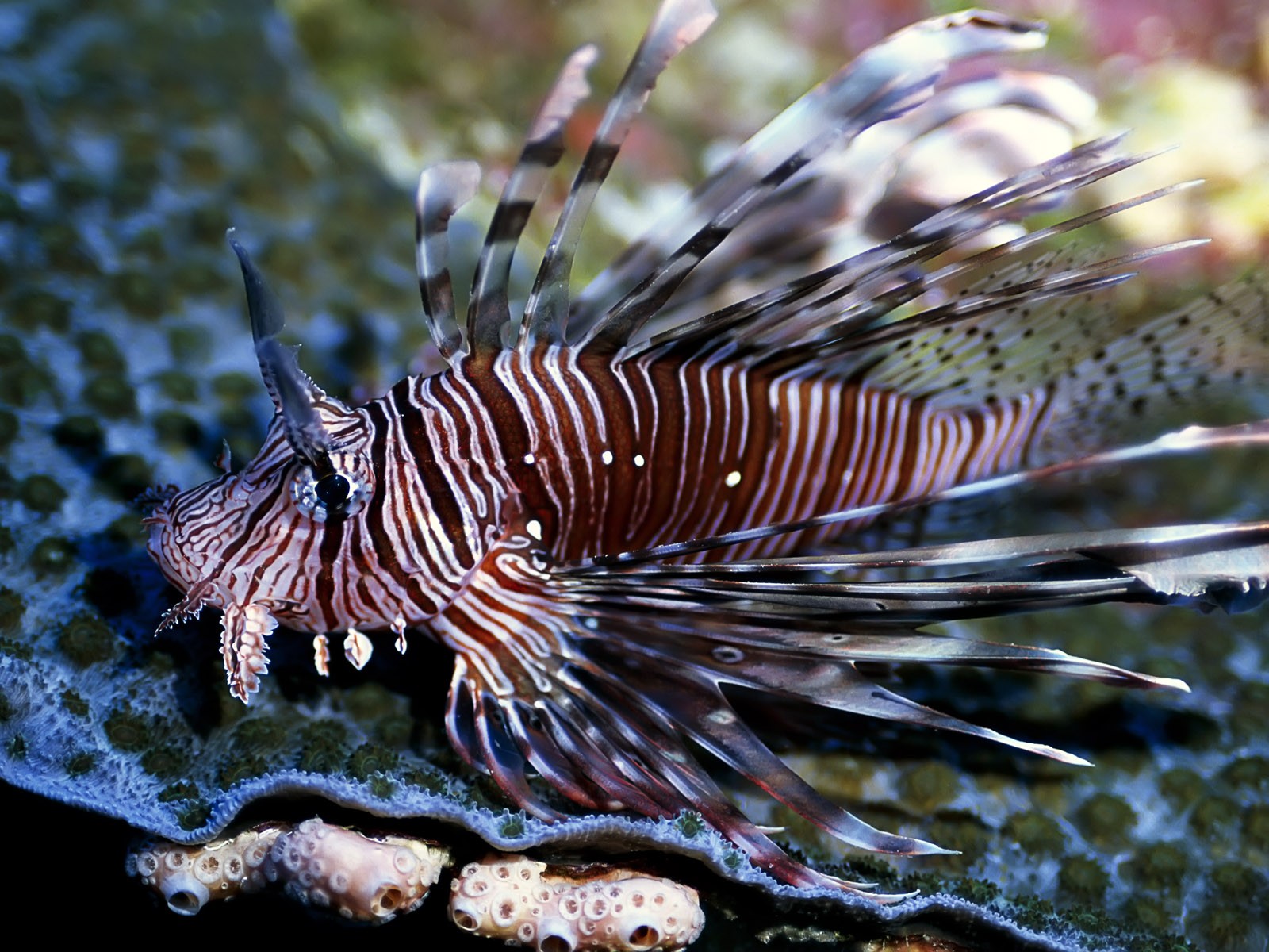 Underwater Lionfish Fish 1600x1200