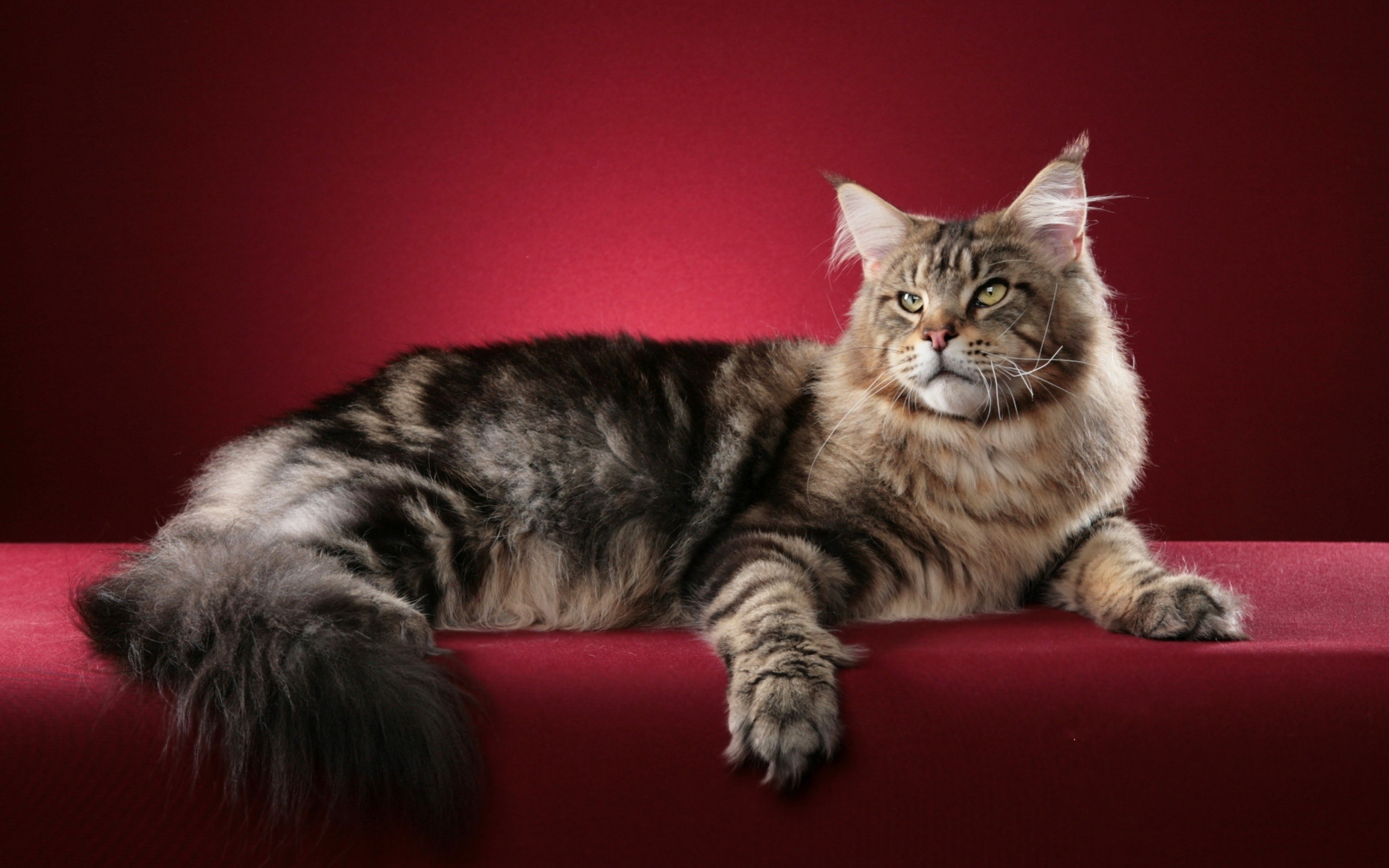 Animals Cats Red Background Maine Coon 2560x1600