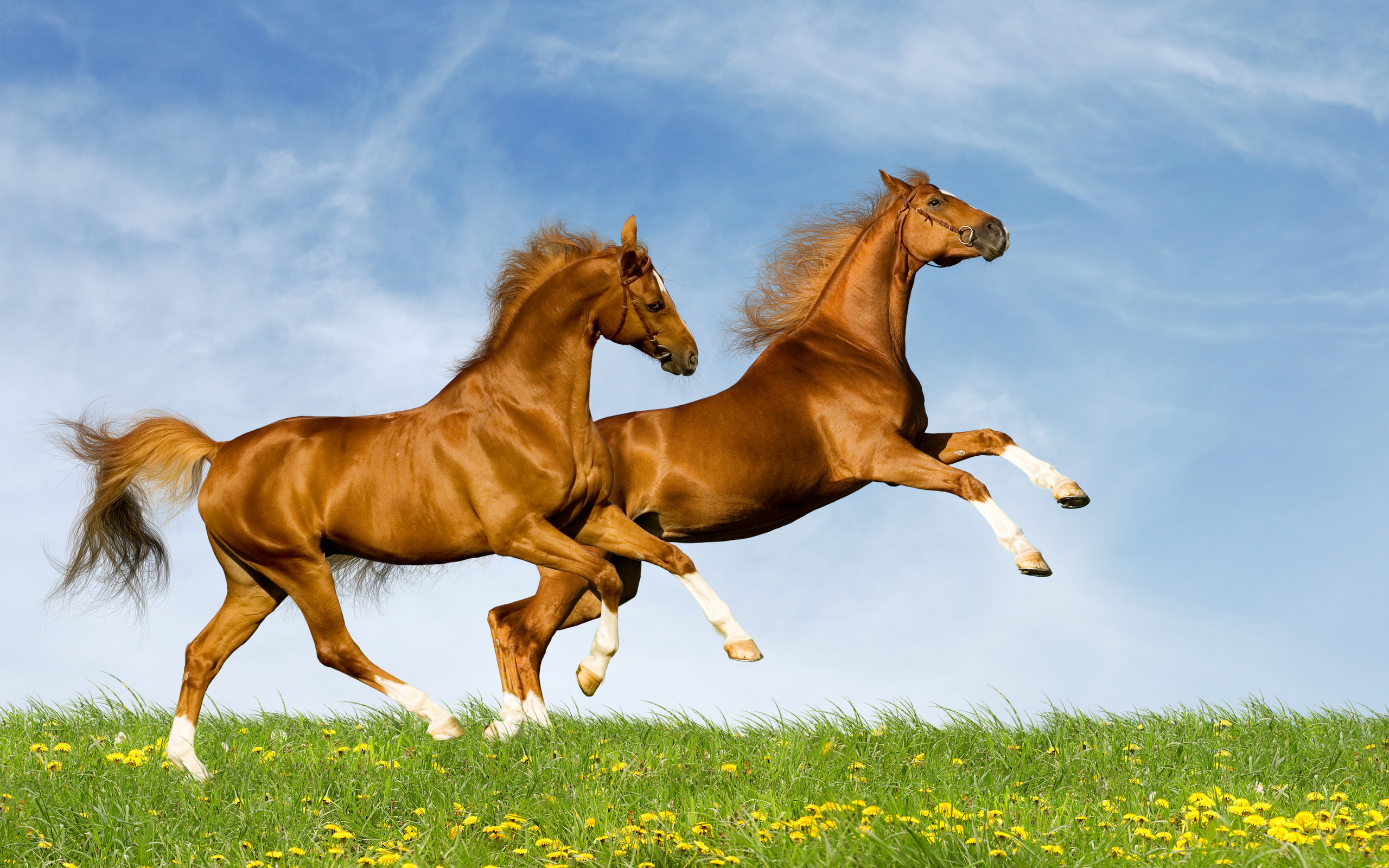 Animal Horse 2560x1600