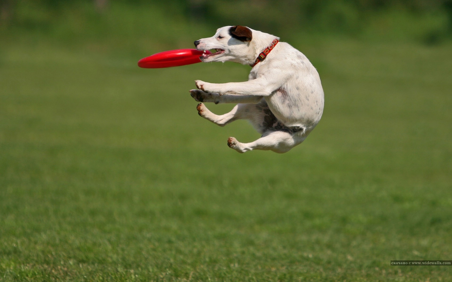 Dog Jumping Grass Jack Russell Terrier 1920x1200