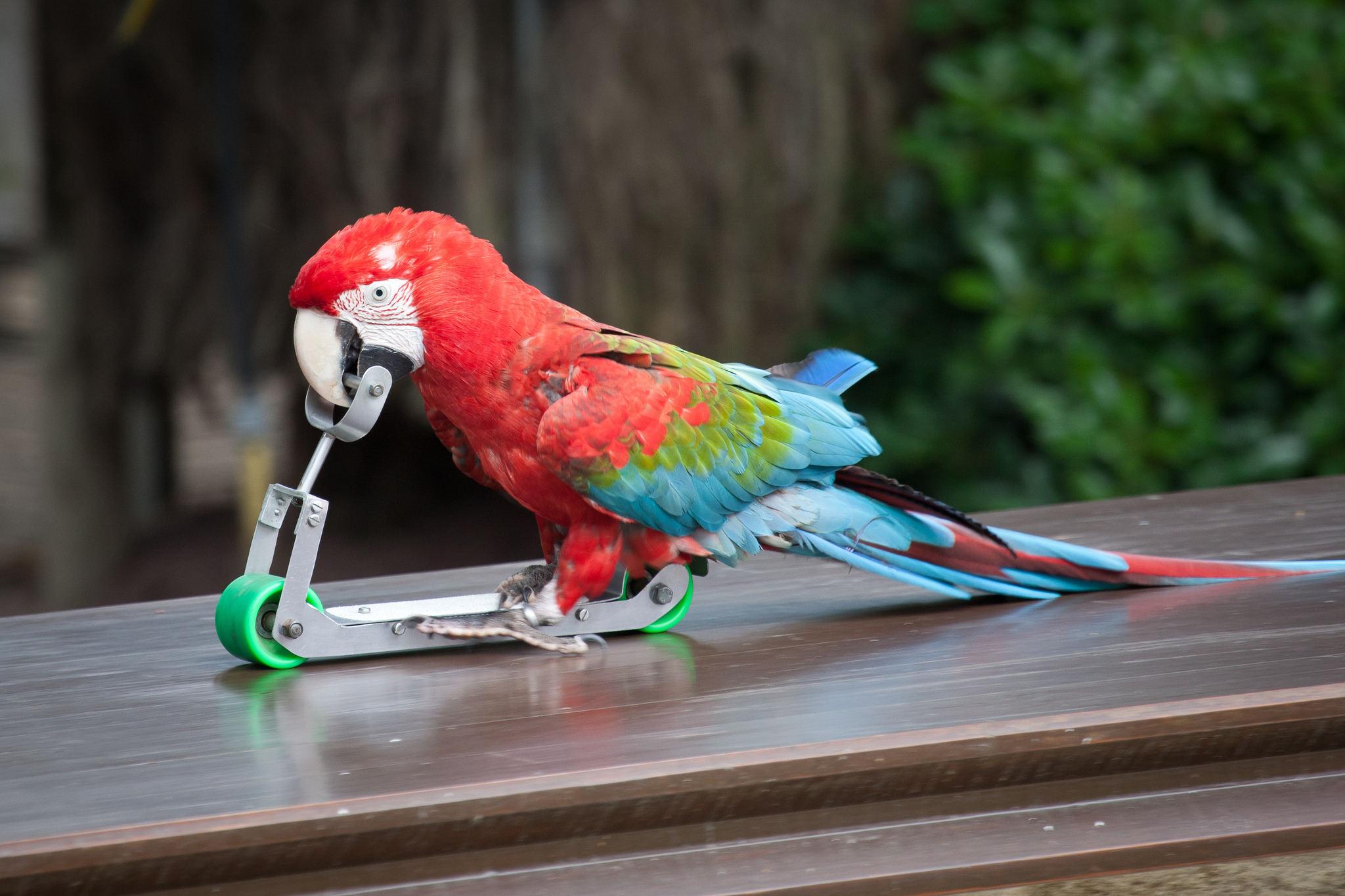 Animal Red And Green Macaw 2048x1365