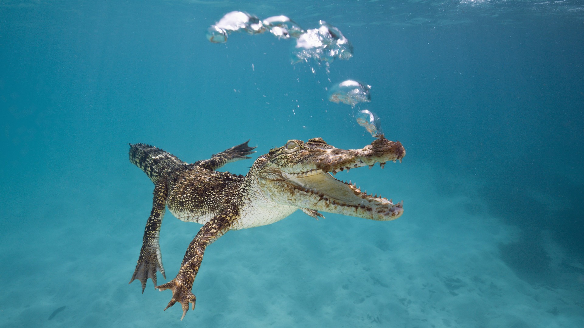 Bubbles Animals Nature Water Sea Underwater Alligators Swimming Reptiles Crocodiles 1920x1080