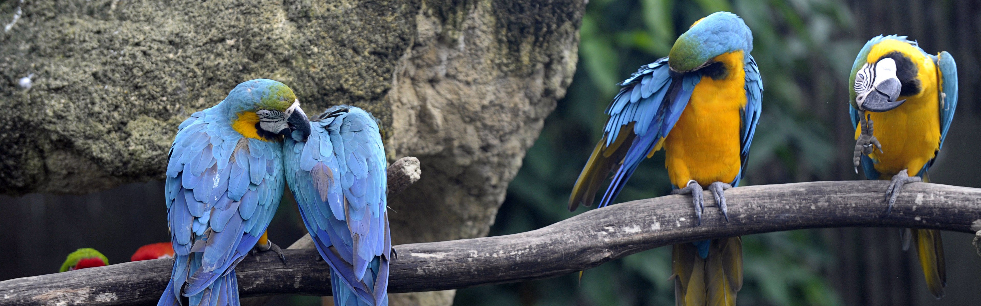 Nature Animals Wildlife Birds Macaws 3840x1200