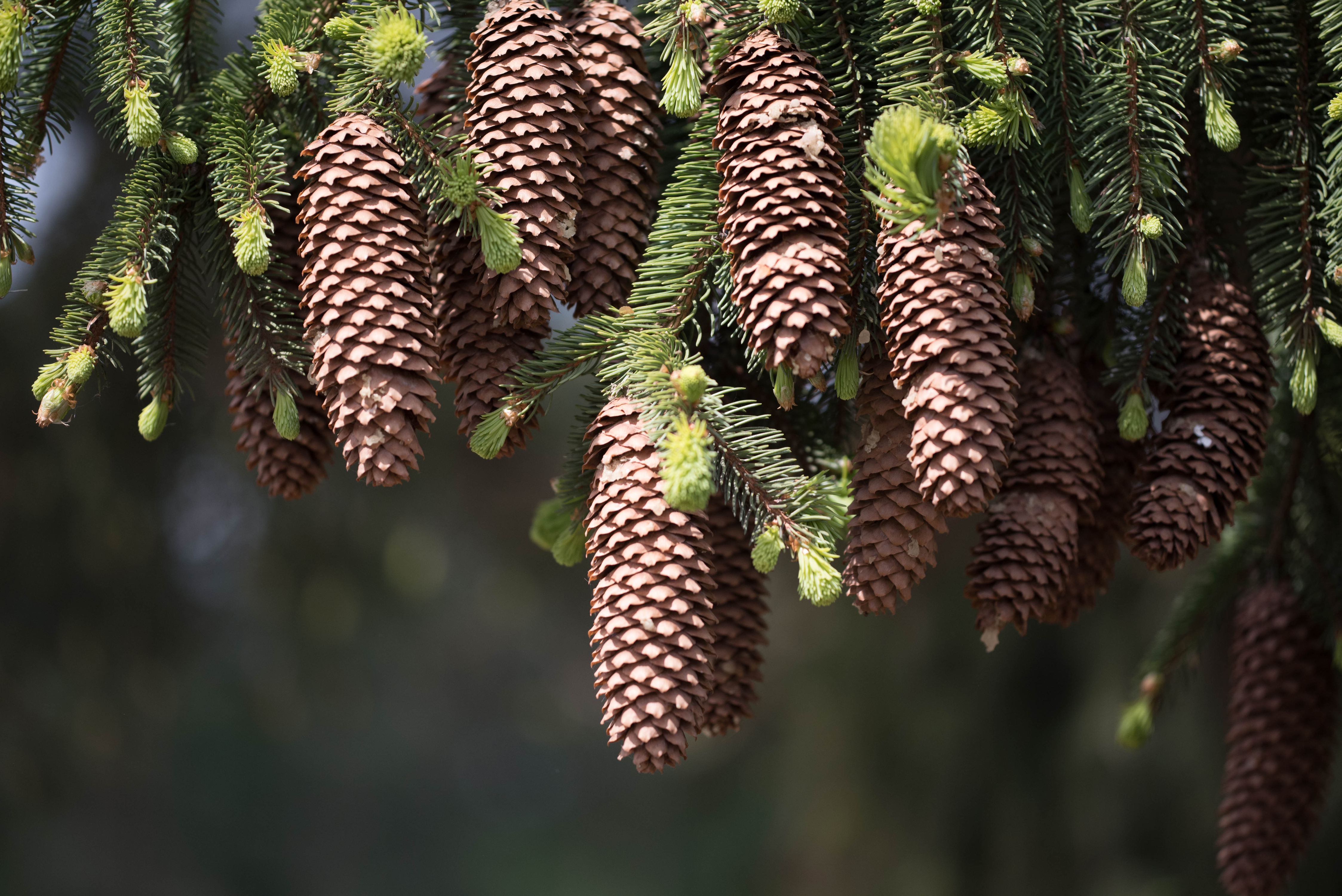 Pine Cone Blur Close Up 4494x3000