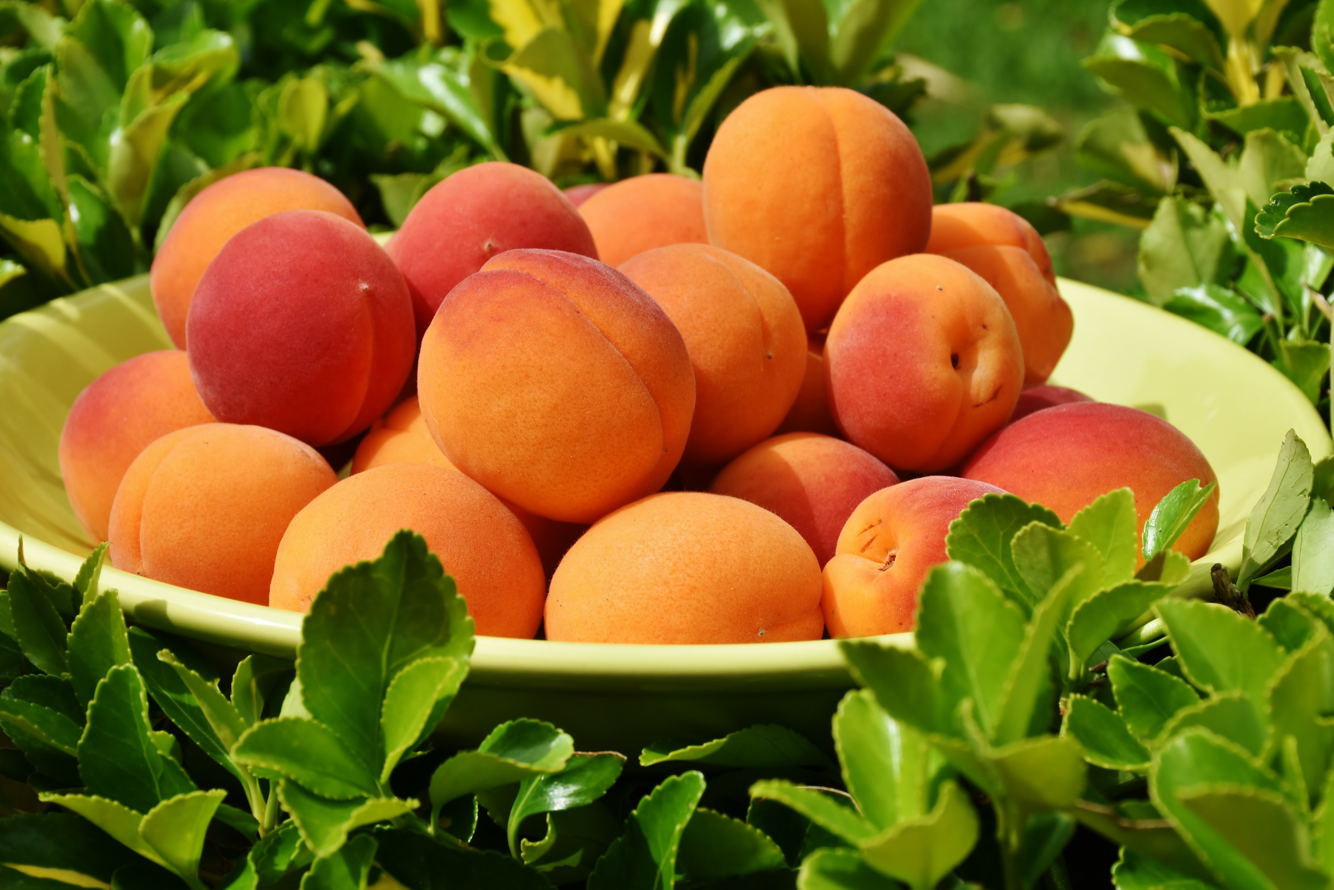 Apricot Fruit Food 4496x3000