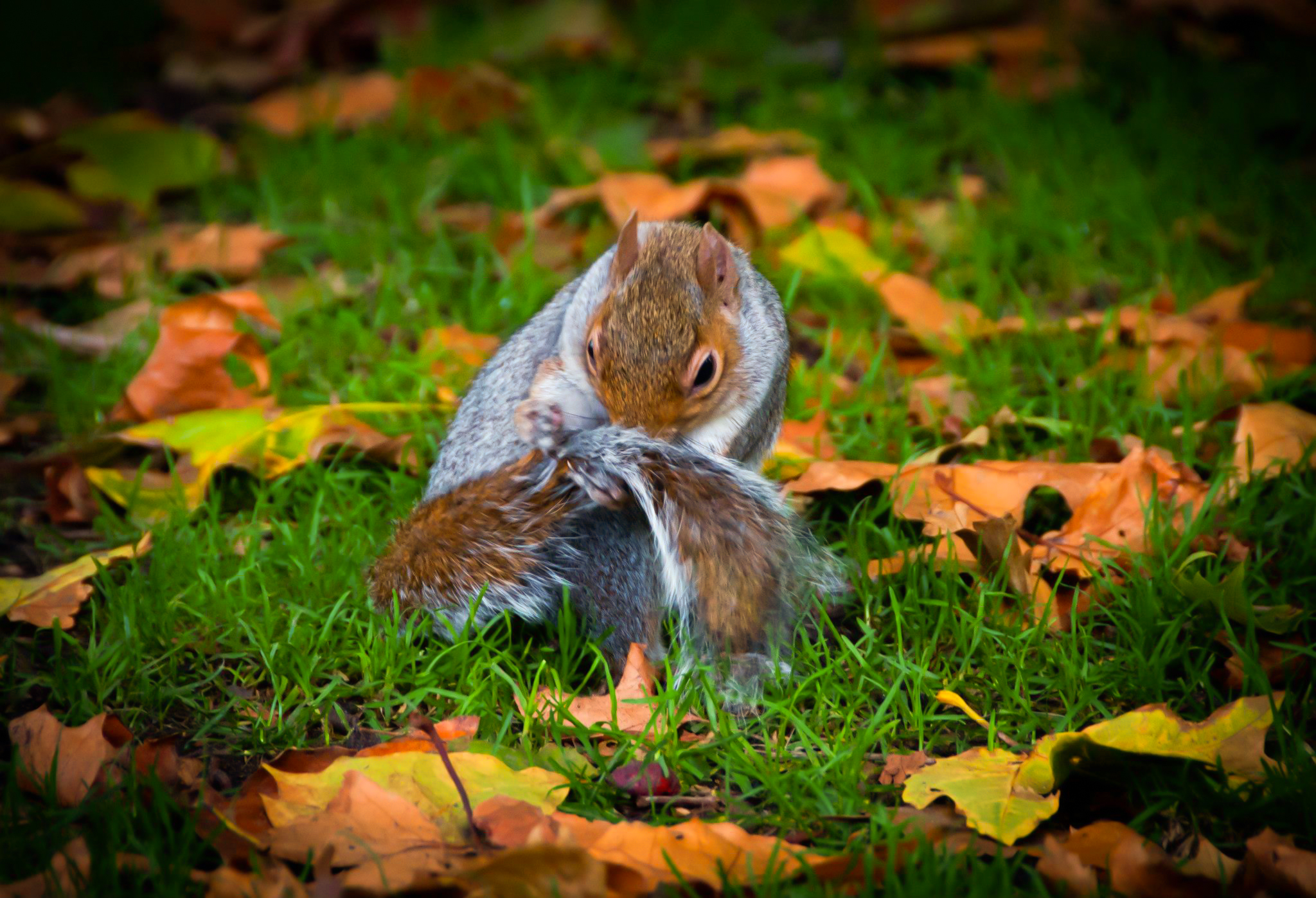 London England Squirrel Animal Cute Park Hyde Park Acorn Wildlife Fall Nature 2048x1397