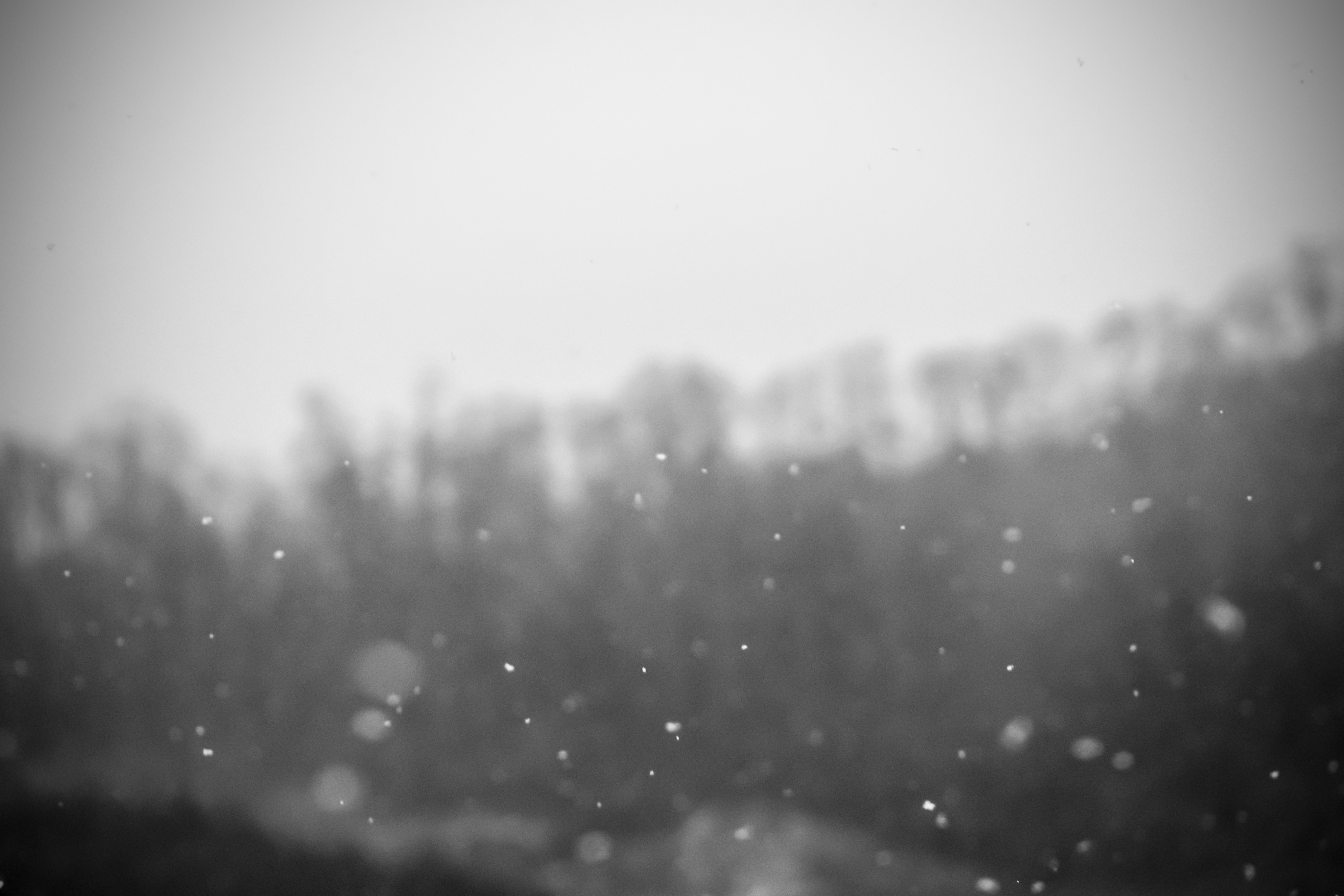 Snow Snowdrops Monochrome 6000x4000