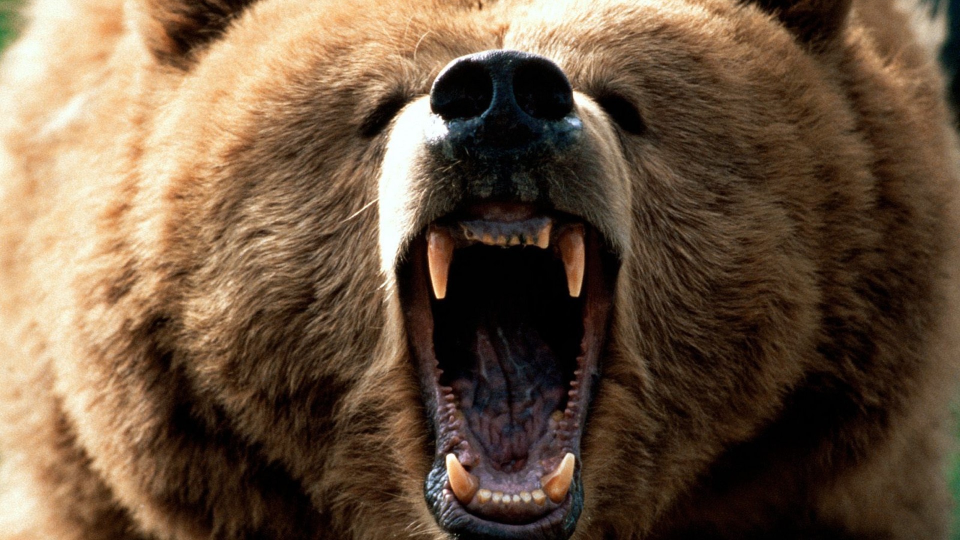 Grizzly Bears Roar Bears Animals Frontal View 1920x1080