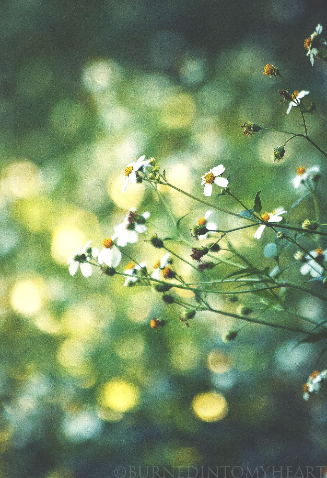 Flowers Daisies Bushes Matricaria 1280x1868