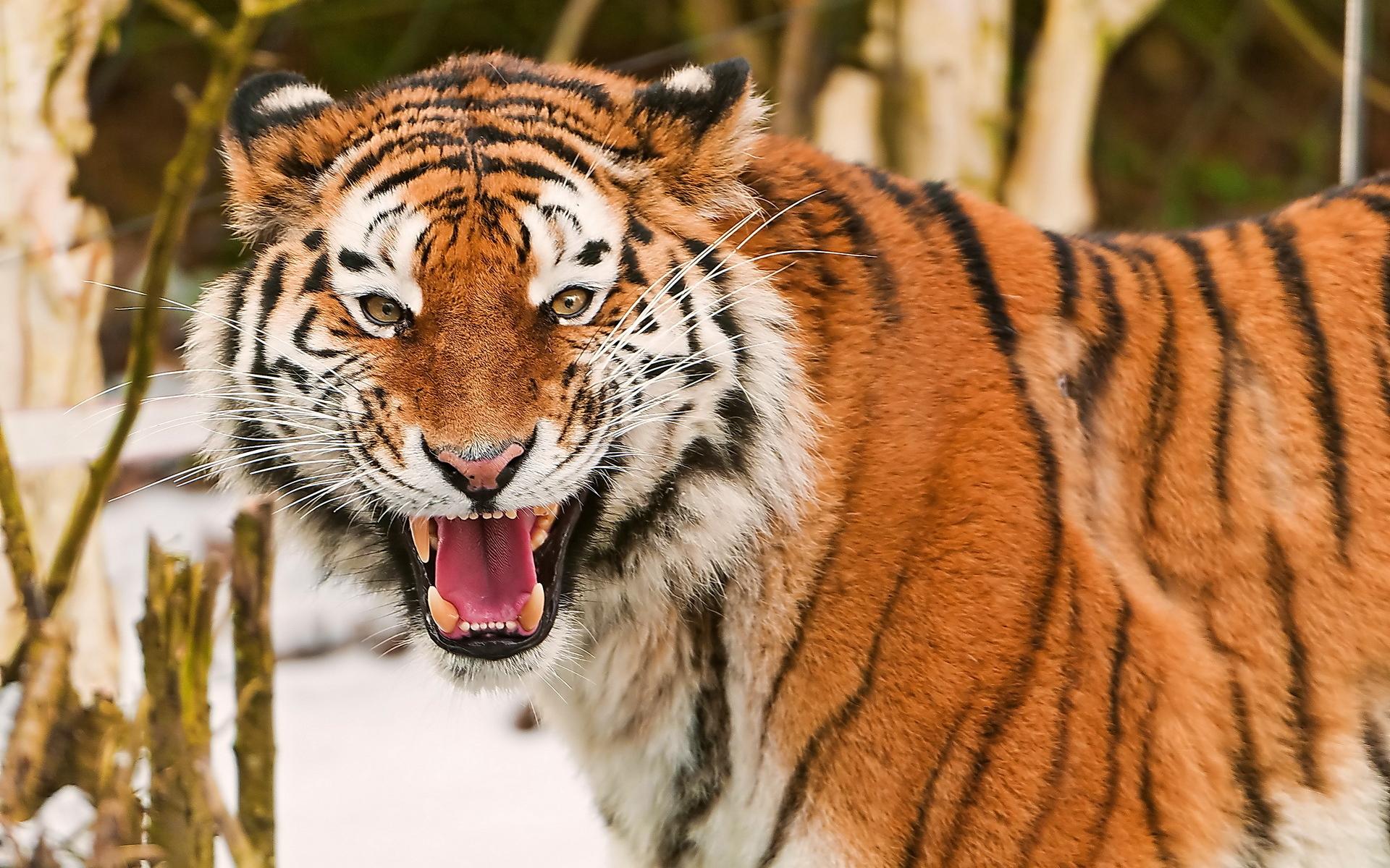Tiger Animals Big Cats Roar 1920x1200